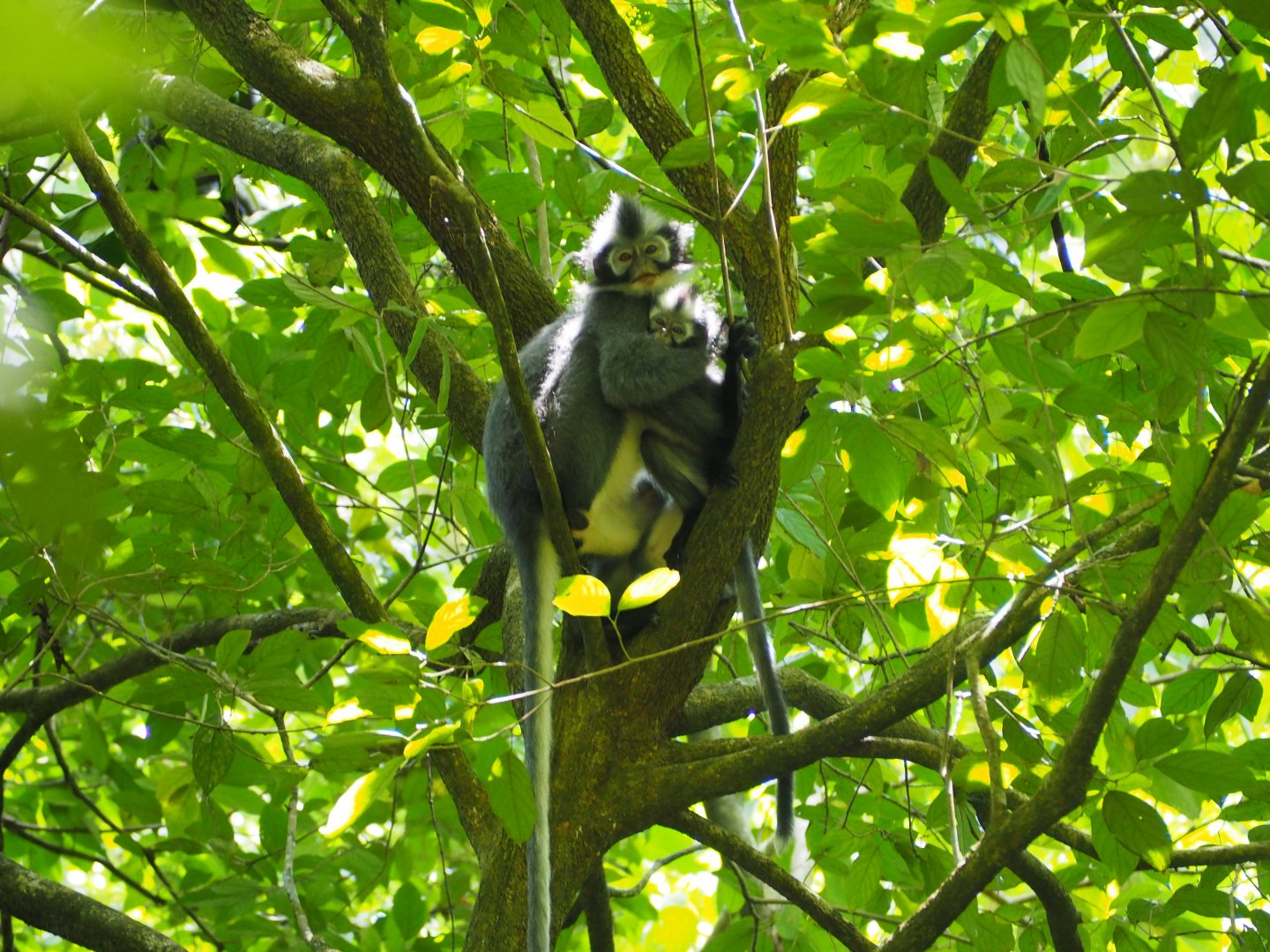 Thomas's Leaf Monkeys