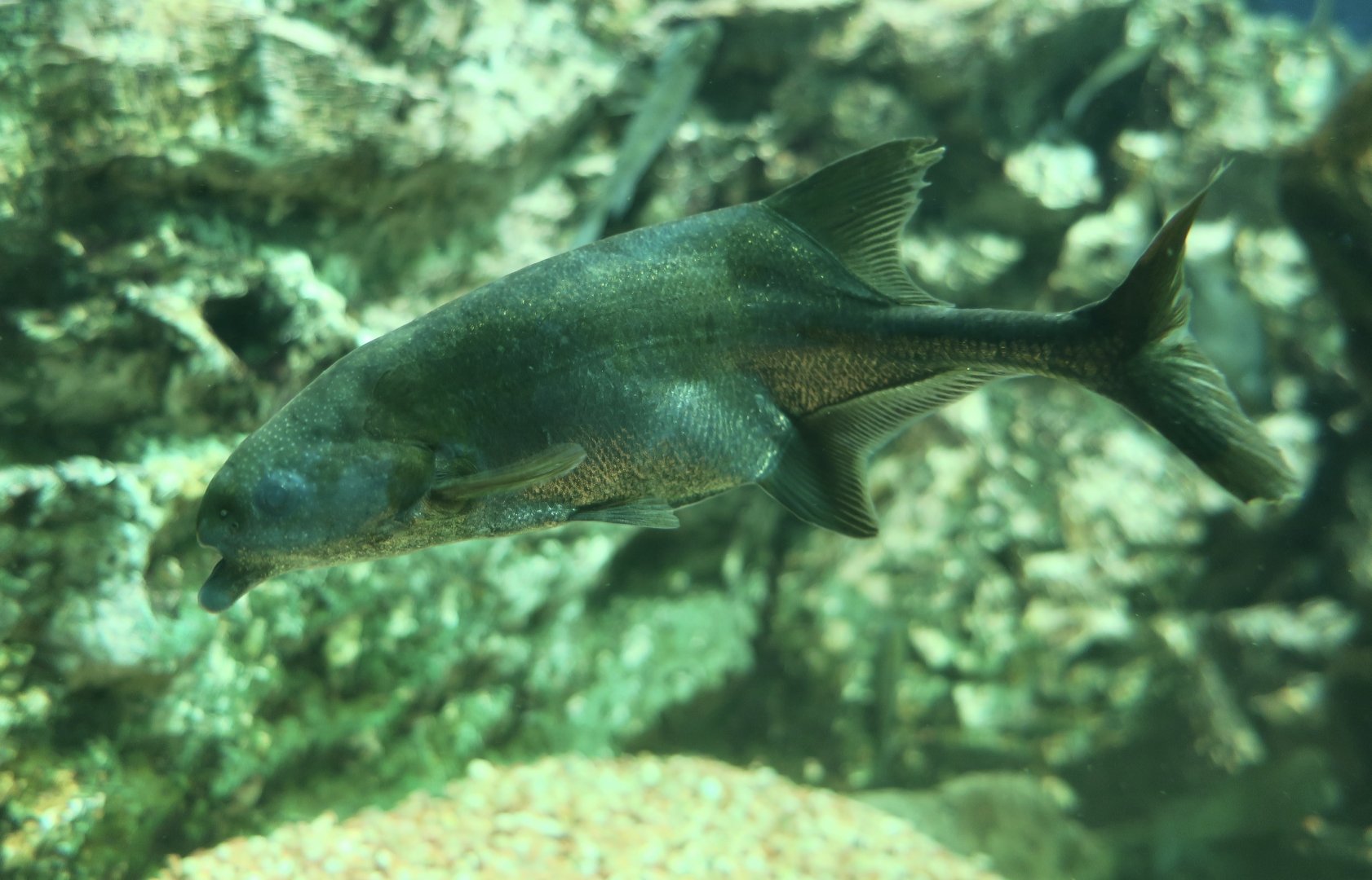 Thomas's Mormyrid (Marcusenius thomasi)