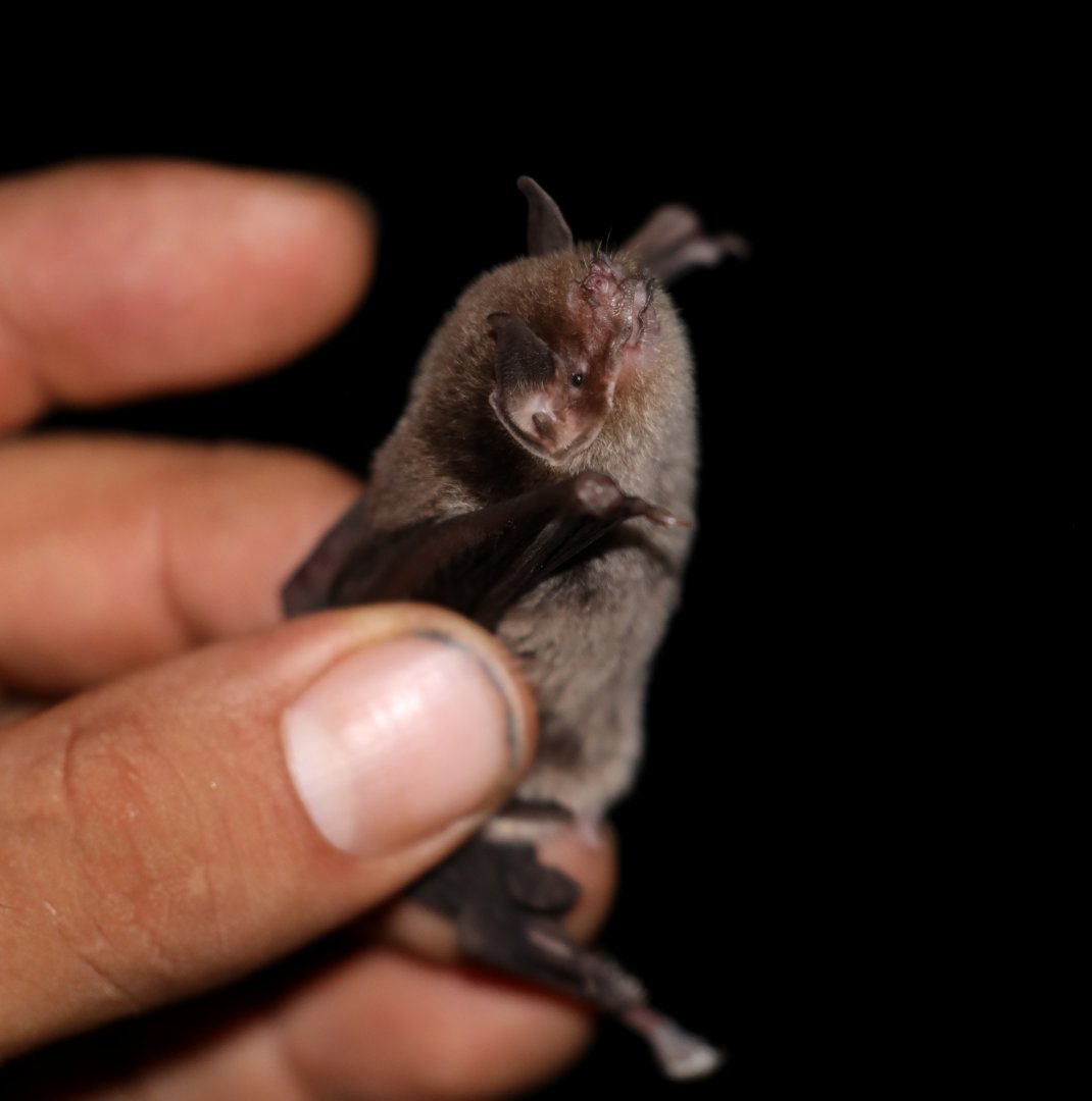 Thomas's Naked-backed Bat (Pteronotus fulvus)
