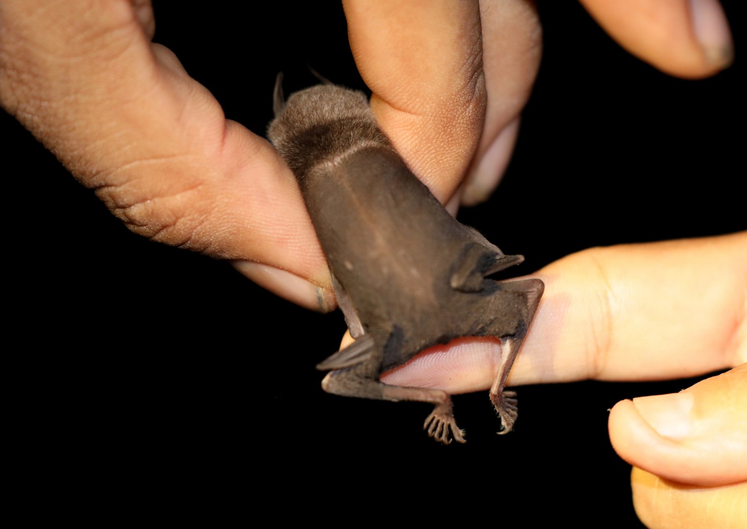 Thomas's Naked-backed Bat (Pteronotus fulvus)