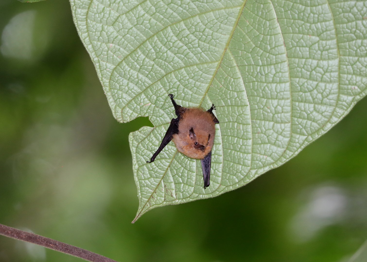 Thomas's shaggy bat (Centronycteris centralis)