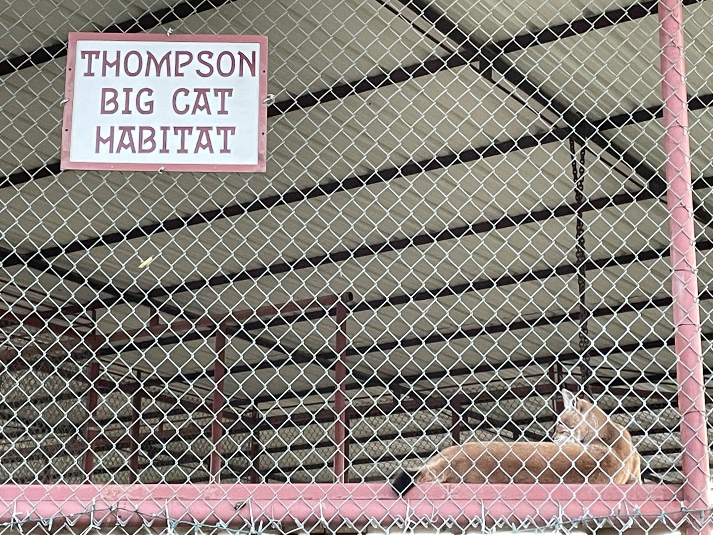 Thompson Big Cat Habitat, featuring a Siberian lynx