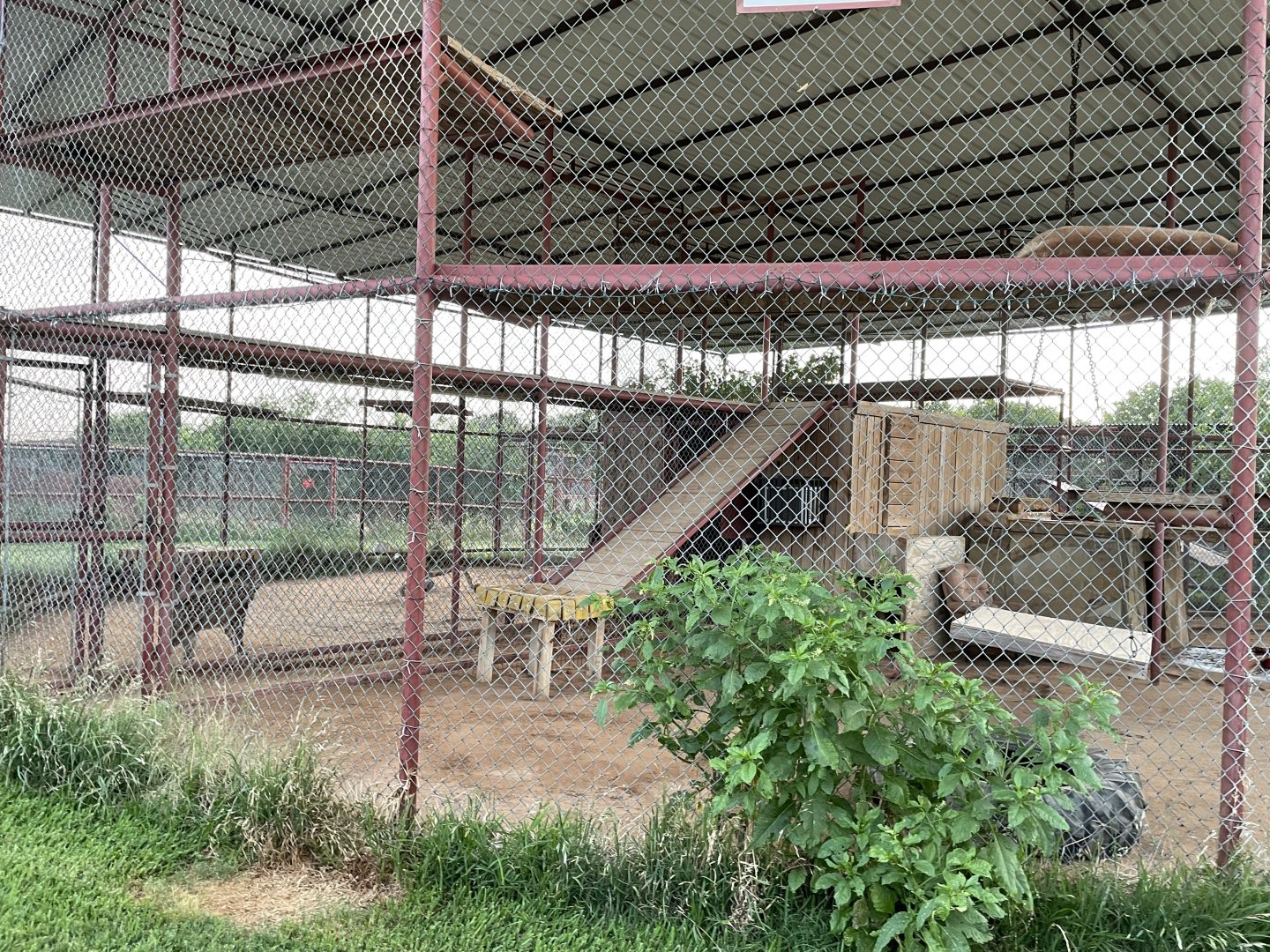 Thompson Big Cat Habitat
