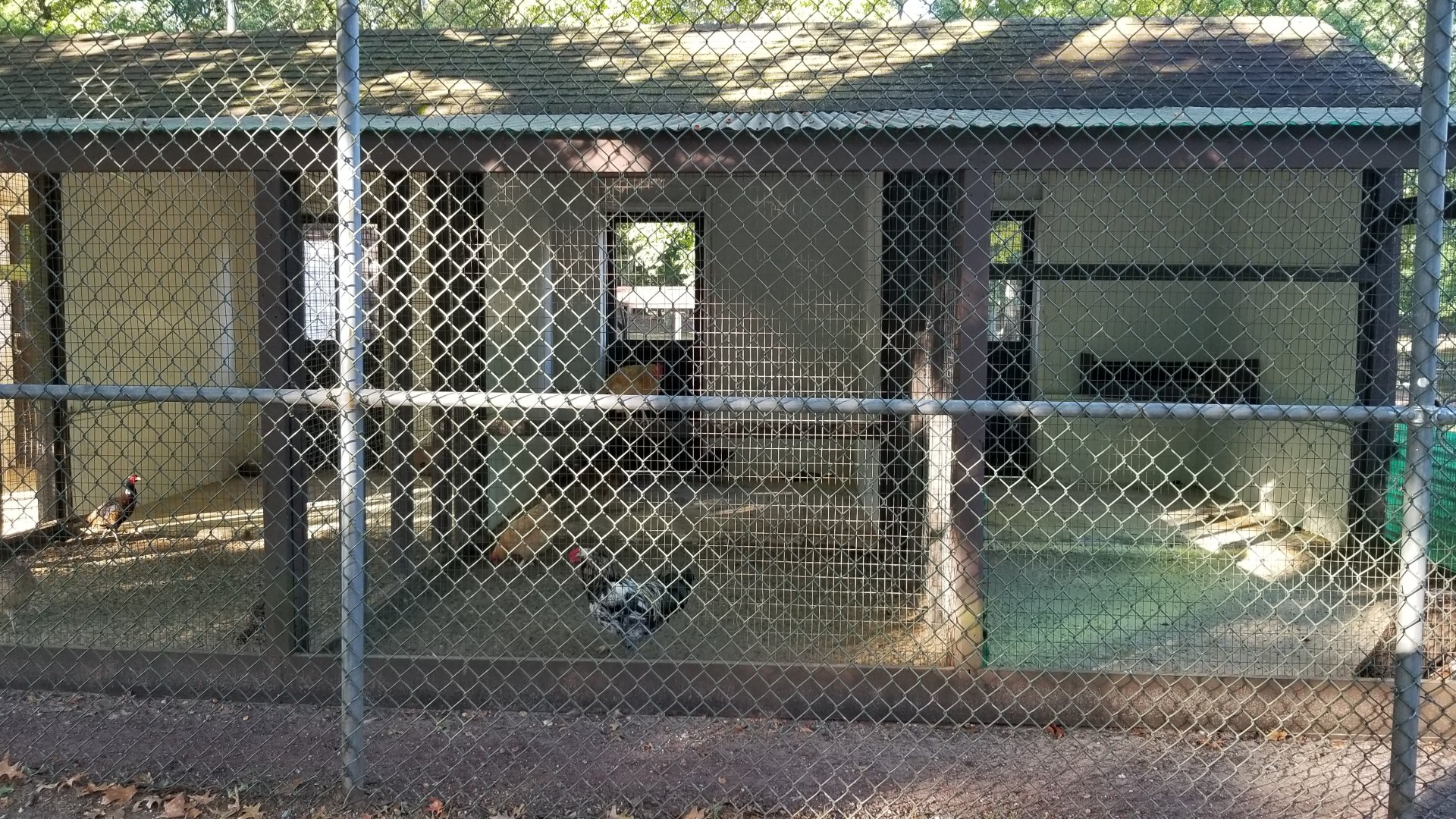 Thompson Park - Birds, chickens