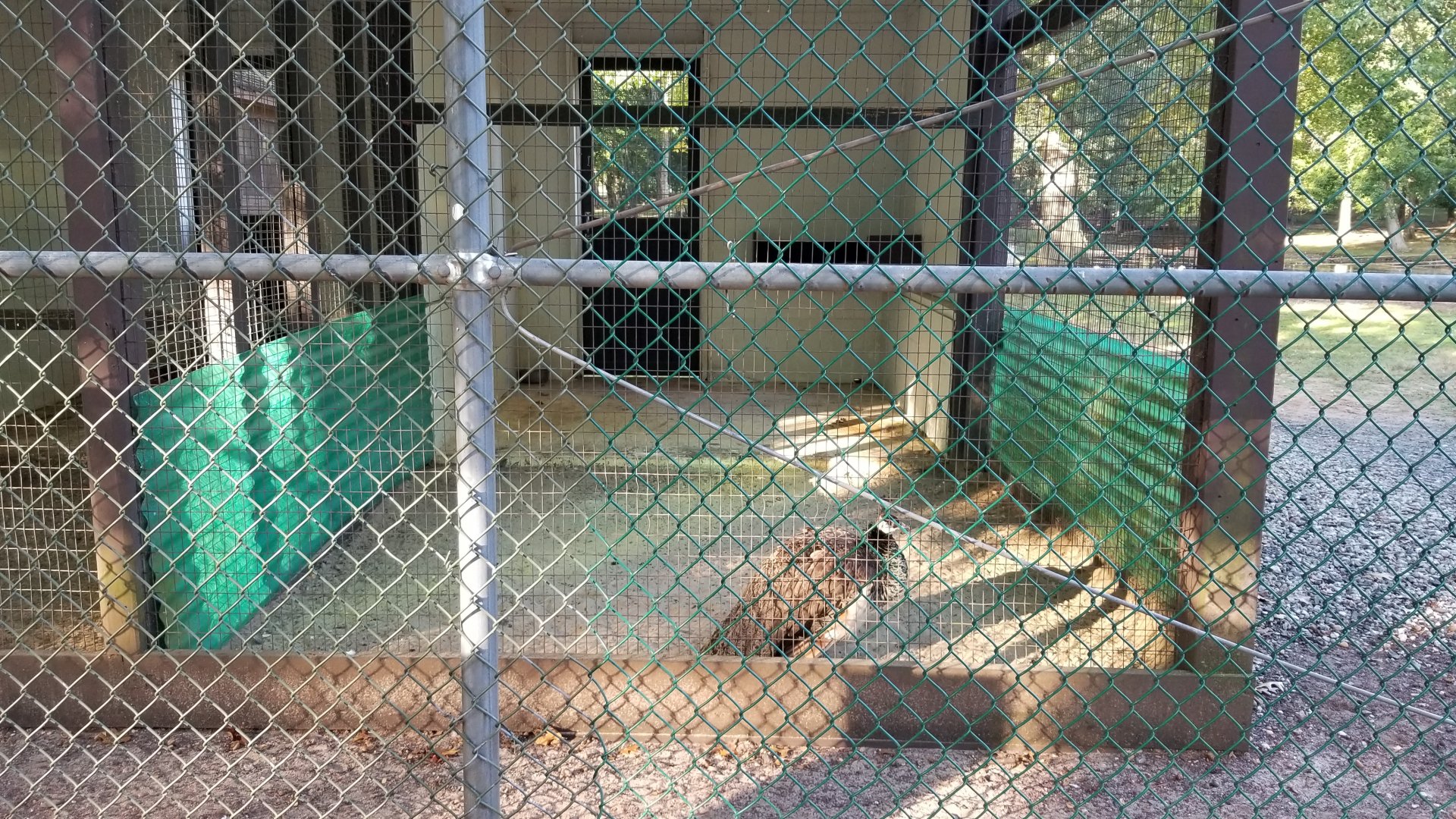 Thompson Park - Birds, female peafowl