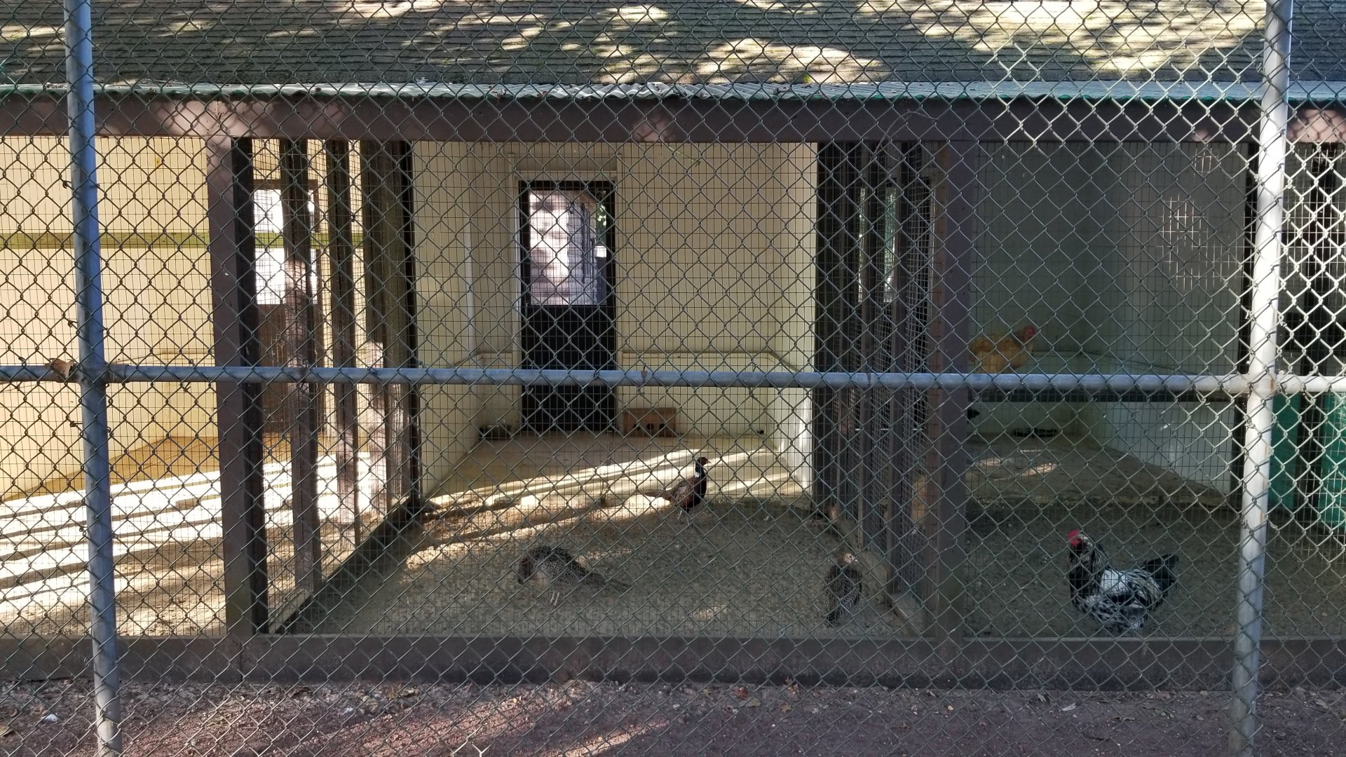 Thompson Park - Birds, Ringneck pheasants