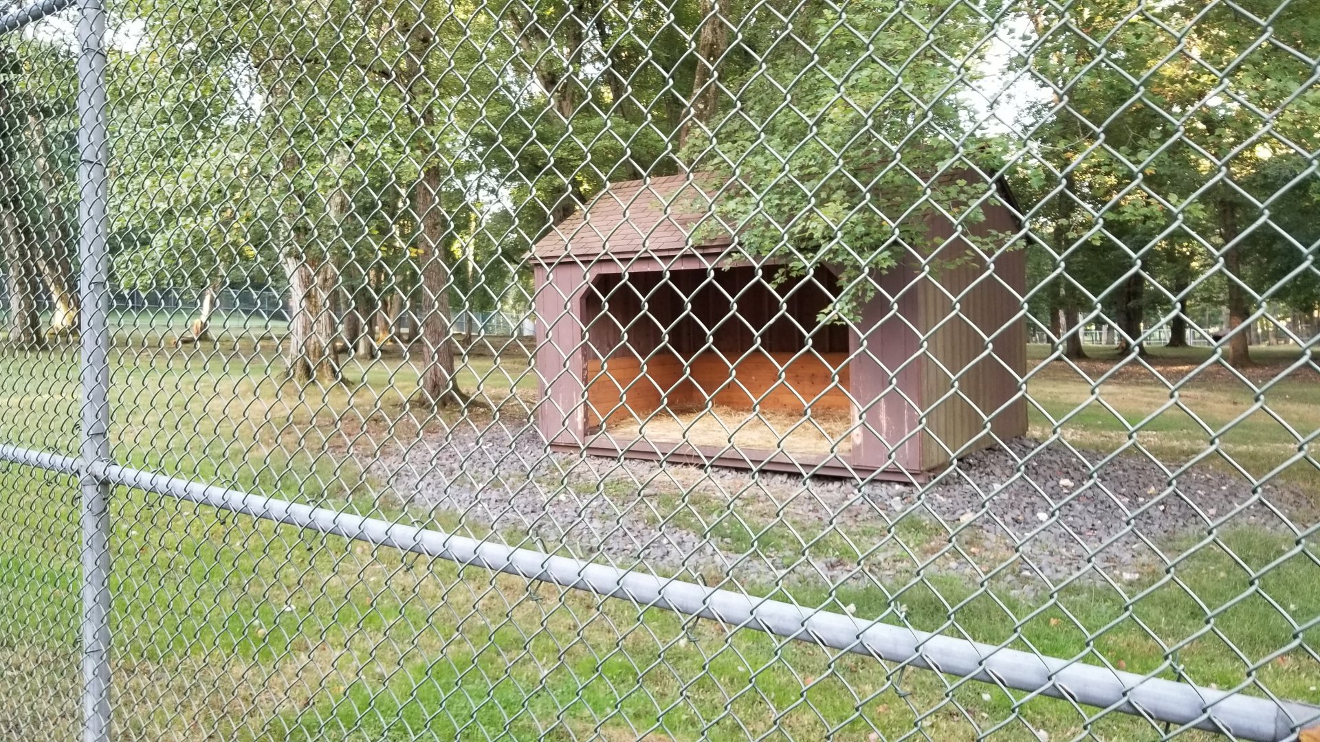 Thompson Park - Deer yard #1