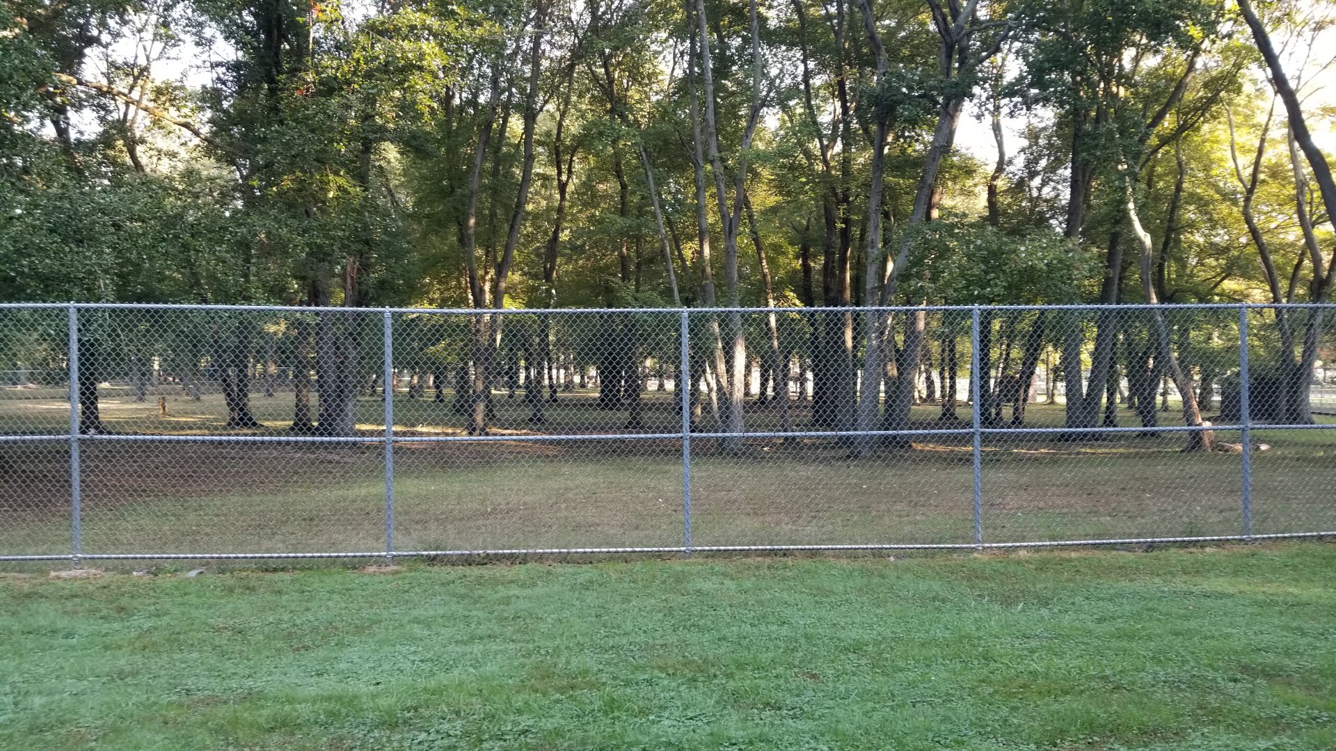 Thompson Park - Deer yard #1