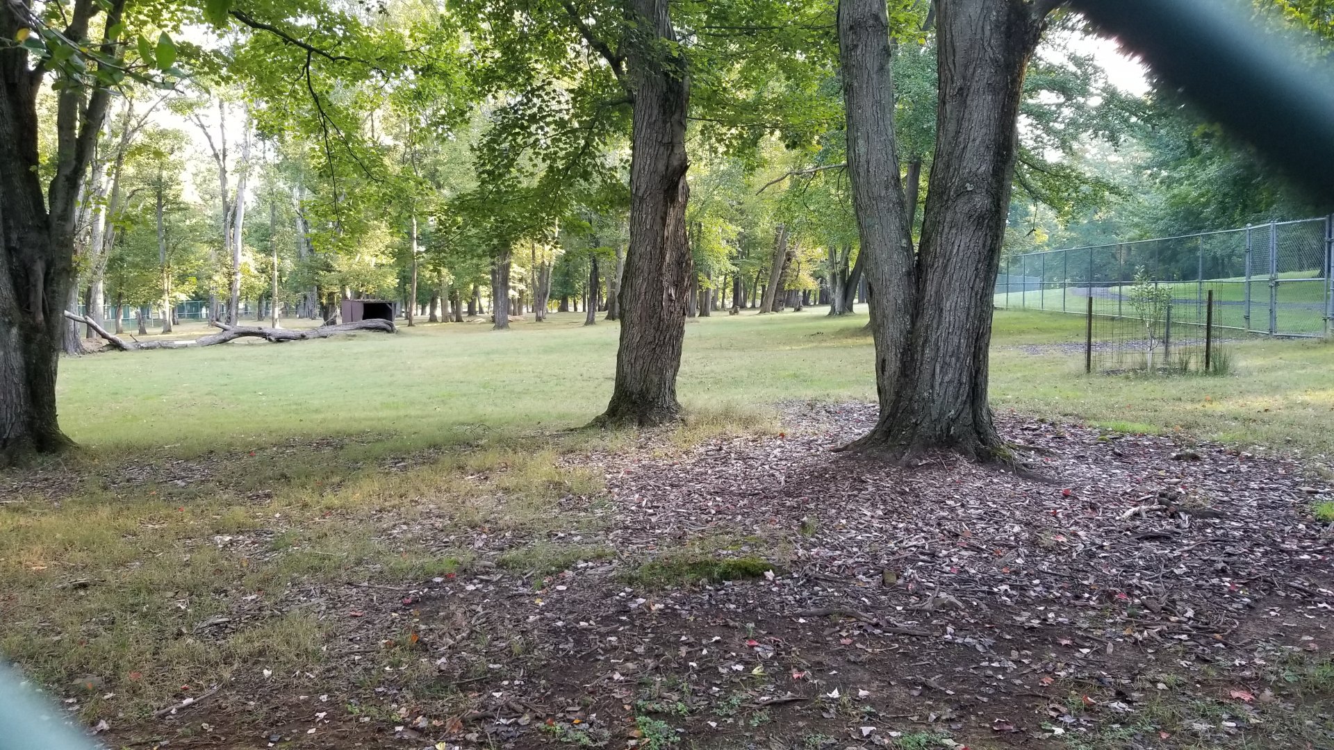 Thompson Park - Deer yard #1