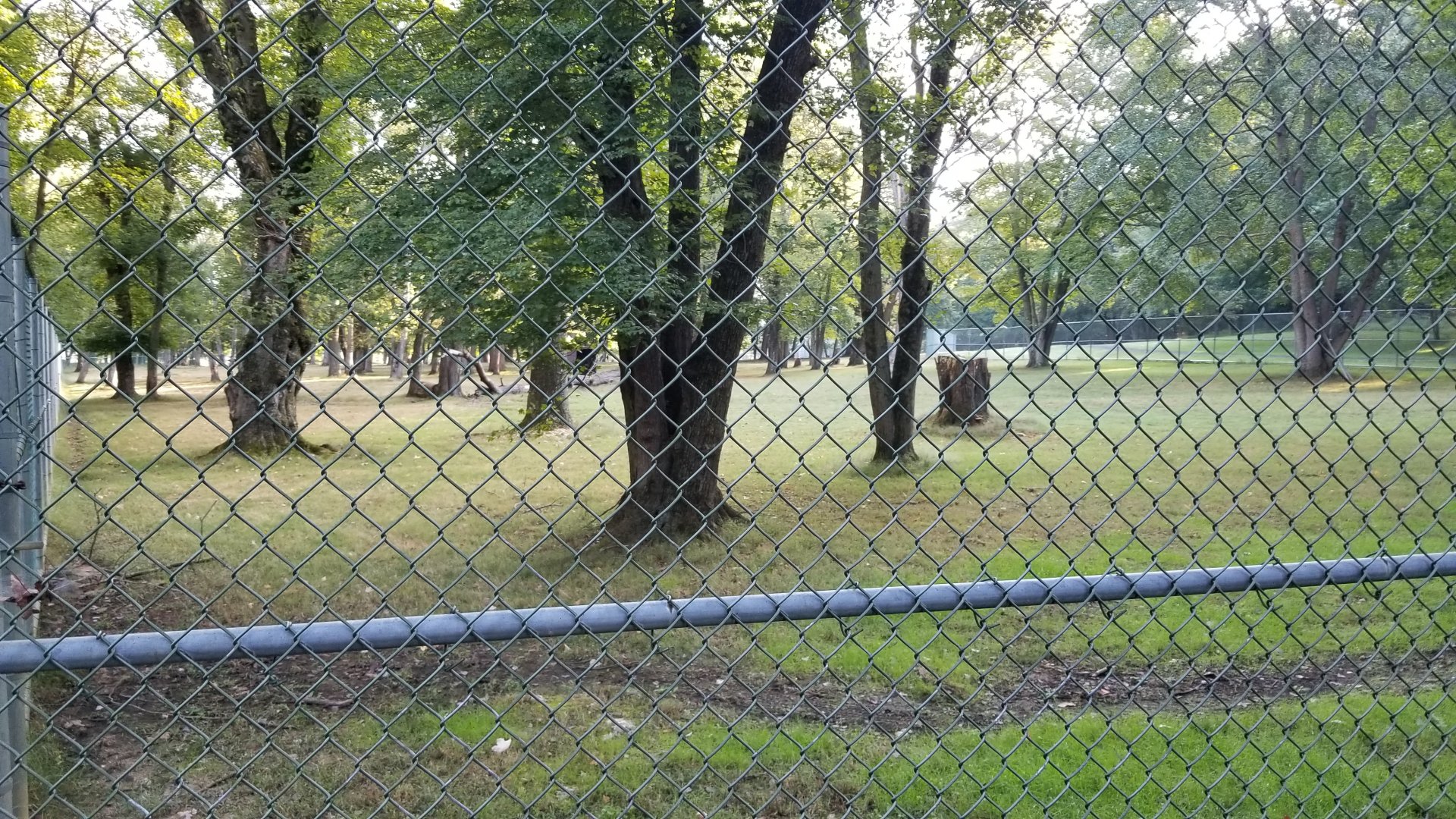 Thompson Park - Deer yard #1