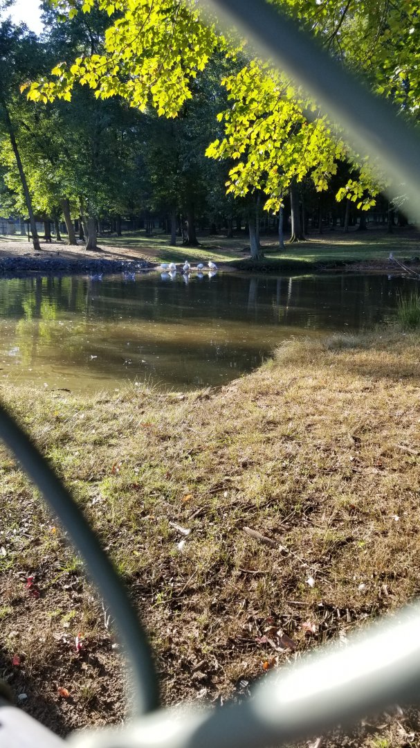 Thompson Park - Deer yard #2, pond