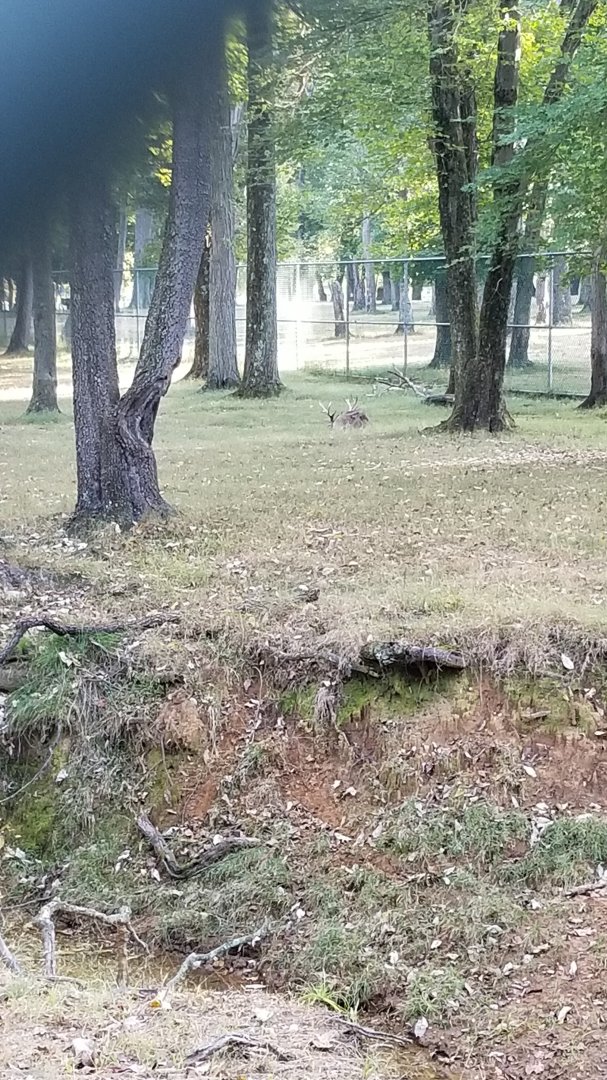 Thompson Park - Deer yard #2, whitetail