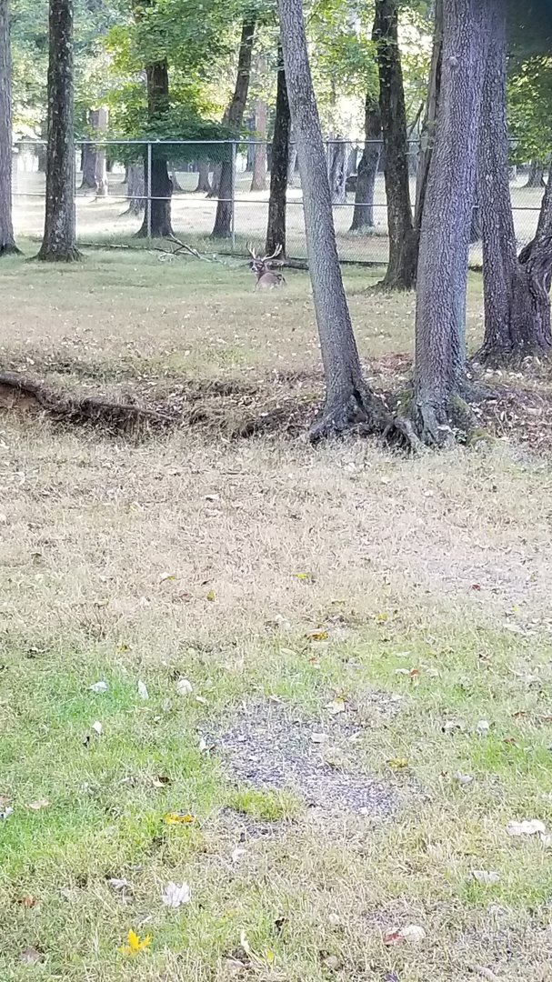 Thompson Park - Deer yard #2, whitetail