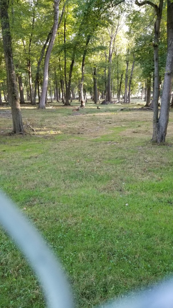 Thompson Park - Deer yard #2, whitetails