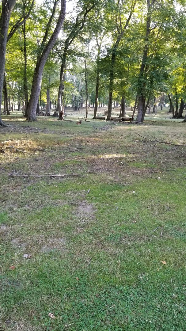 Thompson Park - Deer yard #2, whitetails