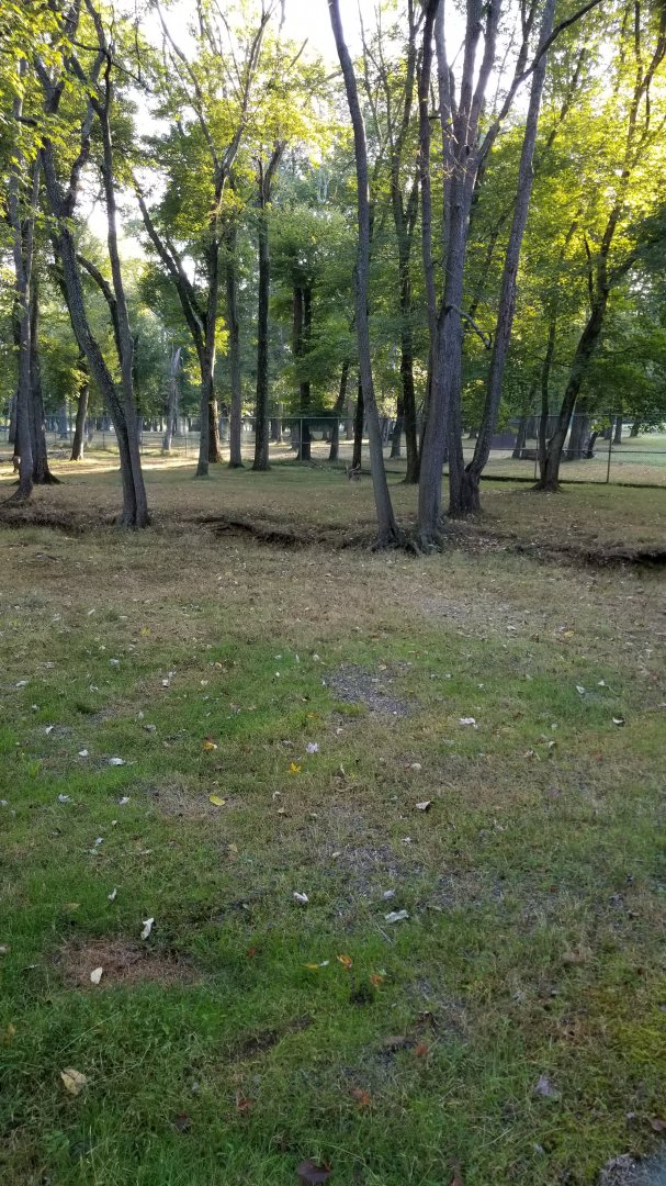 Thompson Park - Deer yard #2