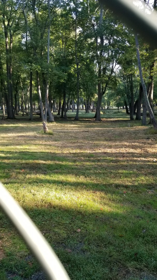 Thompson Park - Deer yard #2