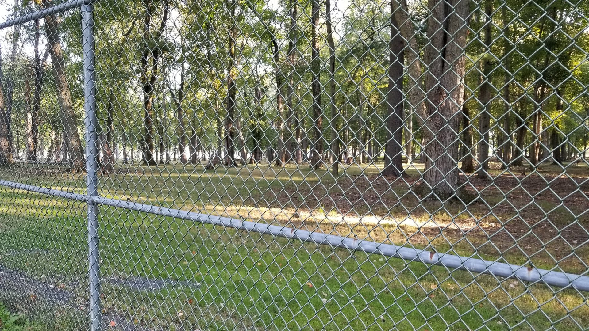 Thompson Park - Deer yard #2