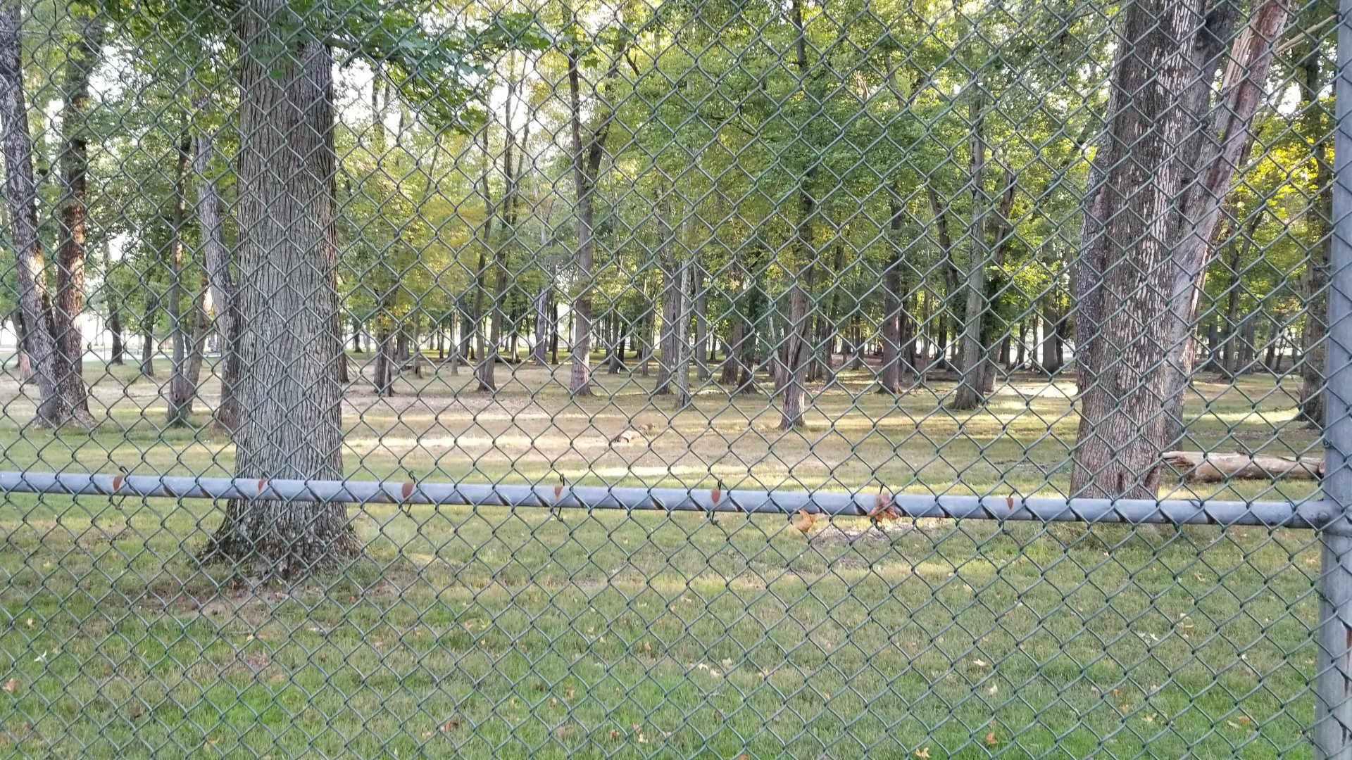 Thompson Park - Deer yard #2