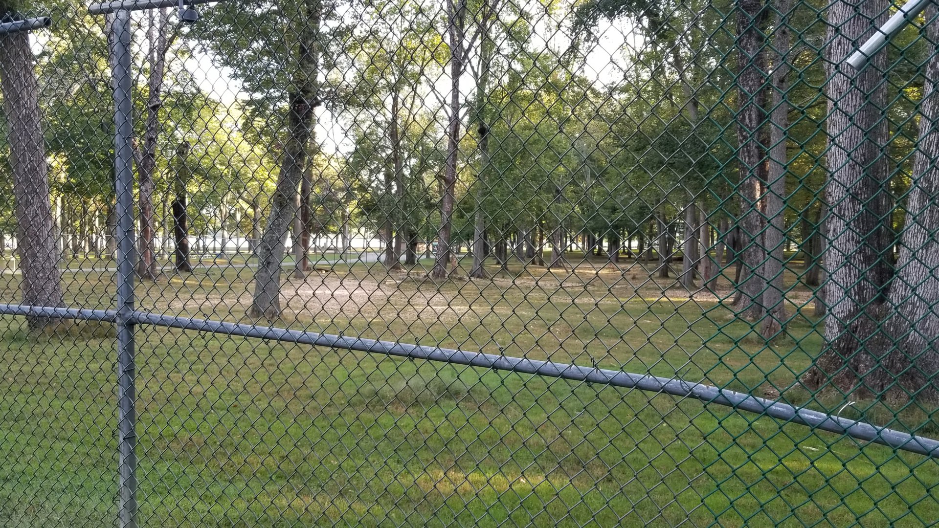 Thompson Park - Deer yard #2