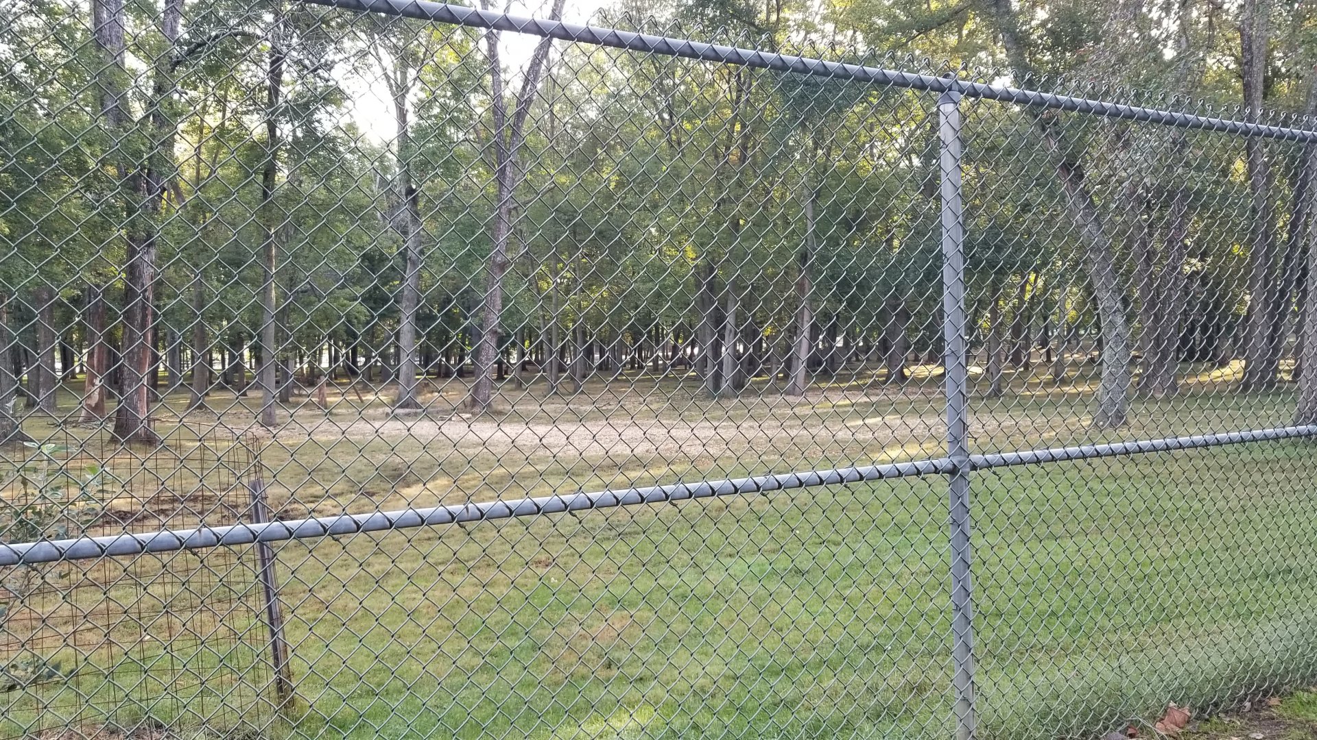 Thompson Park - Deer yard #2