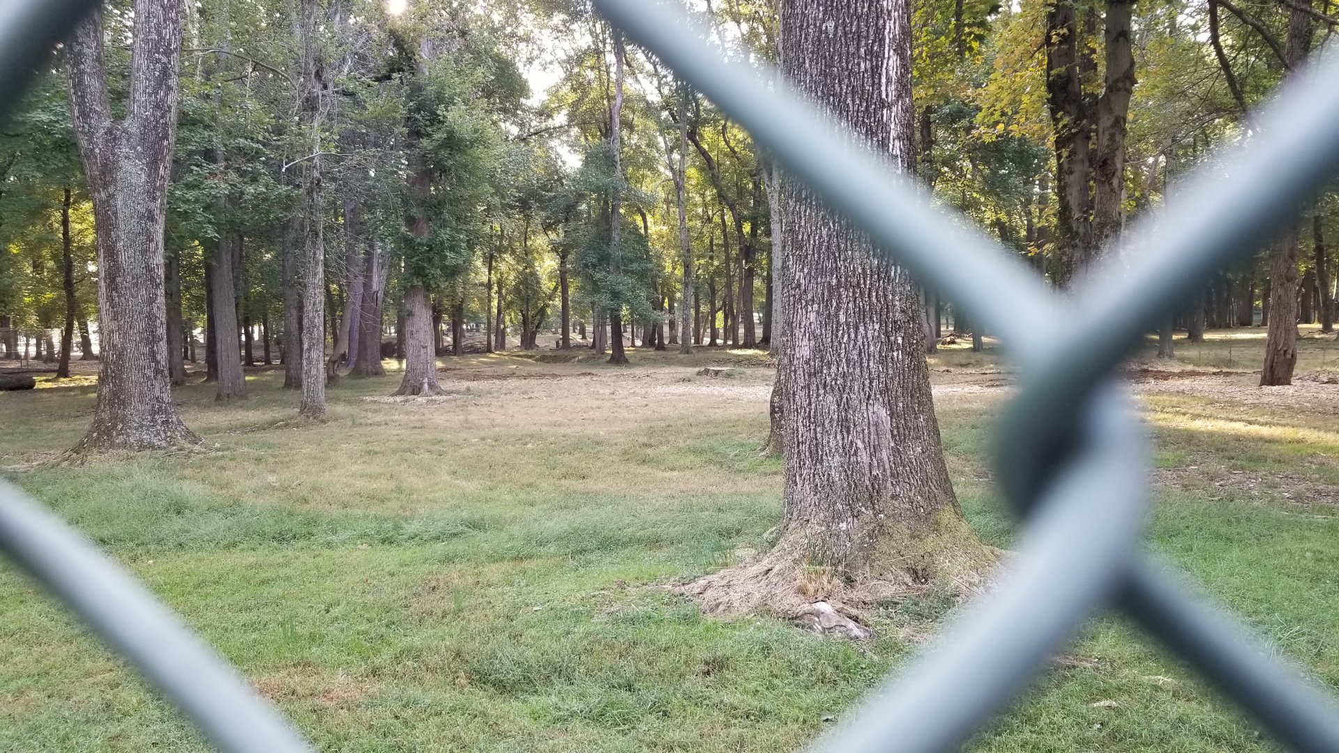 Thompson Park - Deer yard #2