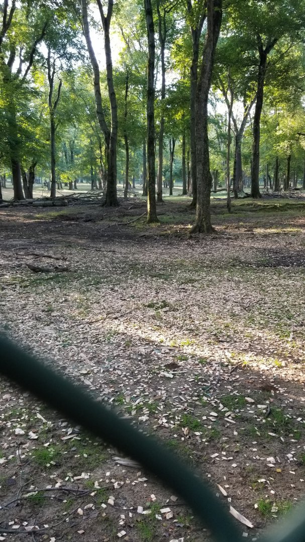 Thompson Park - Deer yard #2