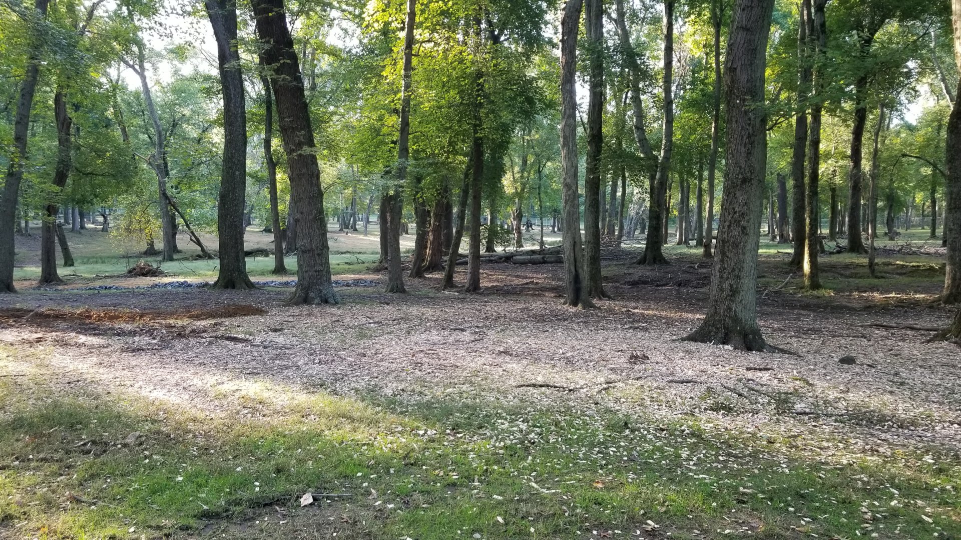 Thompson Park - Deer yard #2