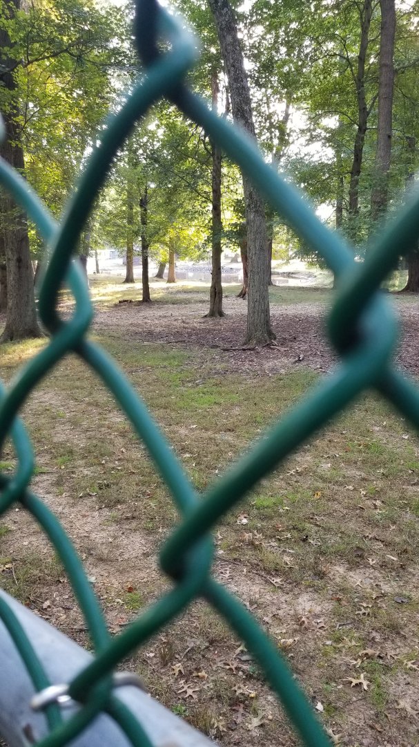 Thompson Park - Deer yard #2