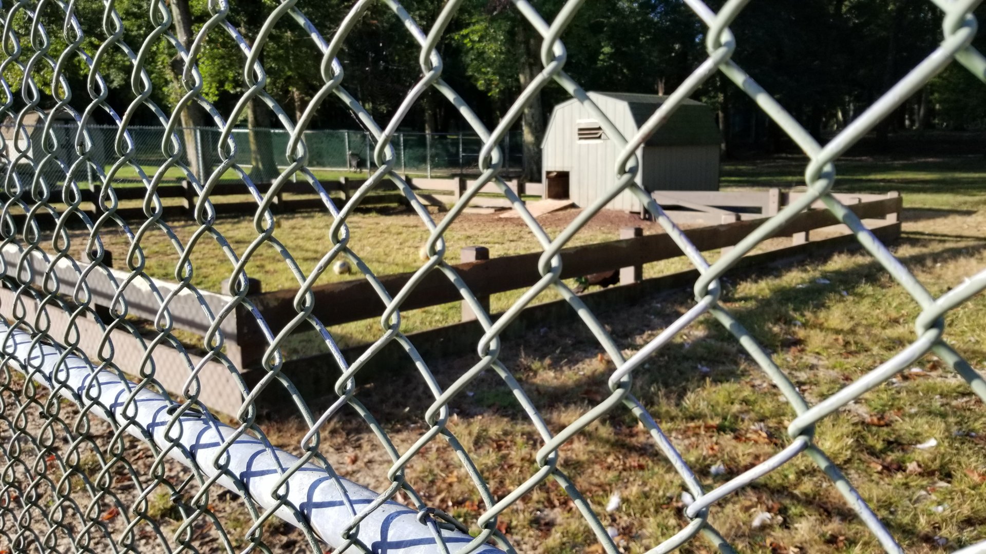 Thompson Park - Former rabbit area? Indian peafowl