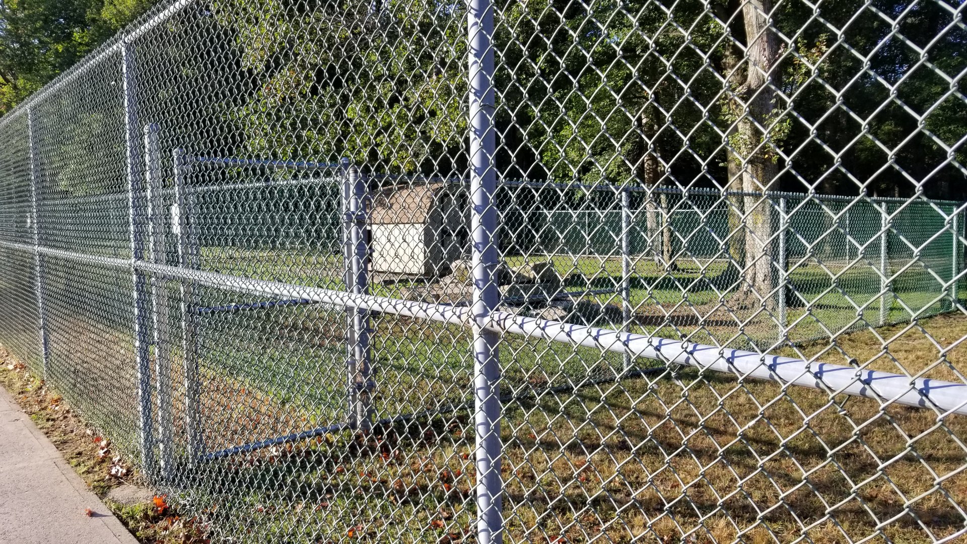 Thompson Park - Goats