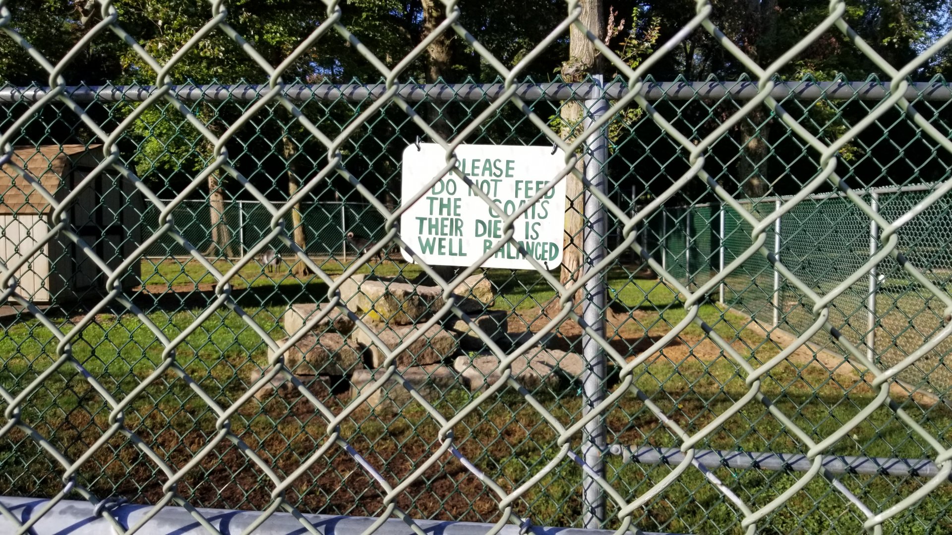 Thompson Park - Goats