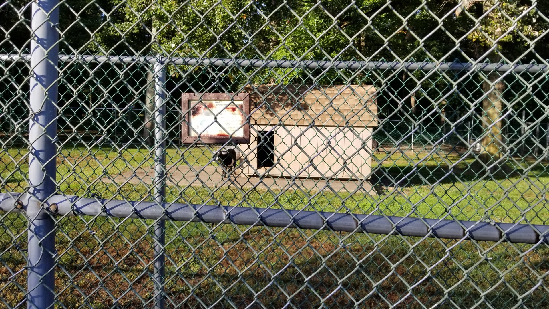 Thompson Park - Goats