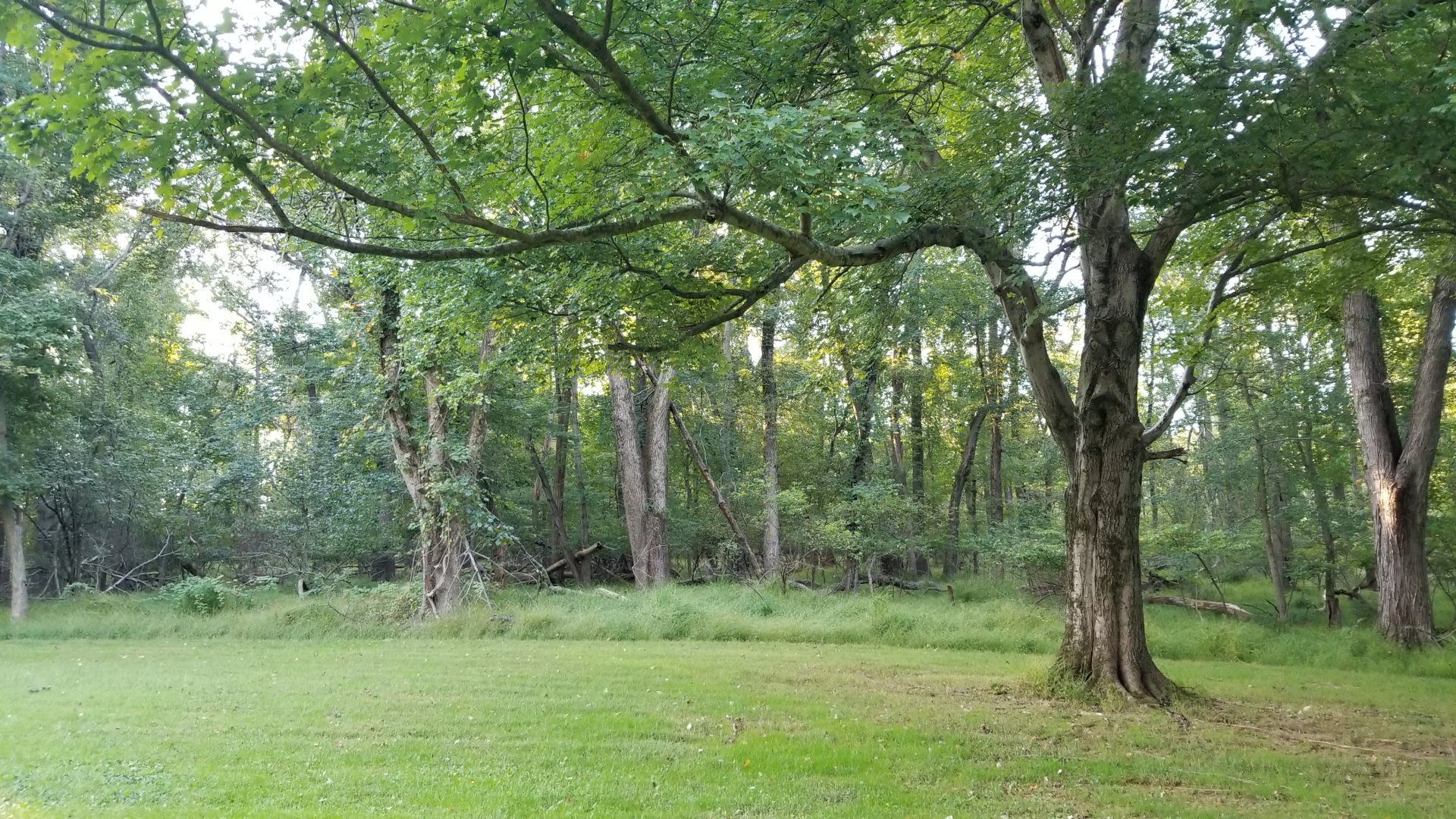 Thompson Park - Woods on other side of path from Deer yard #1
