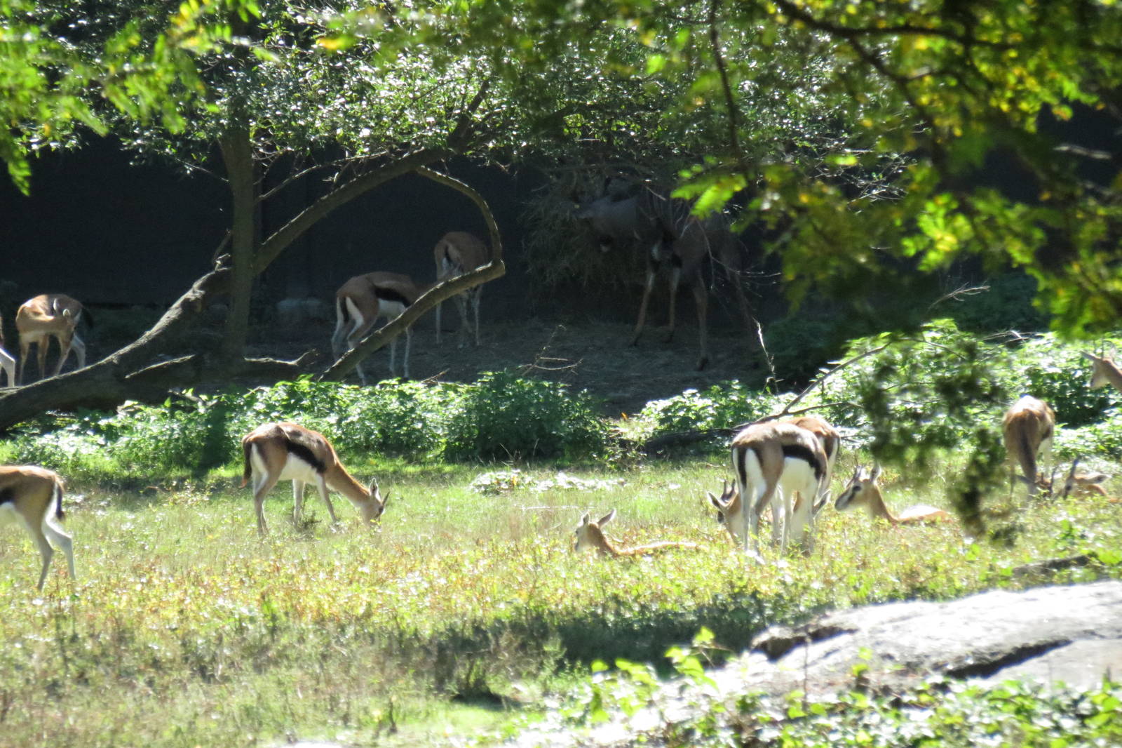 Thompson's gazelle and Lesser Kudu