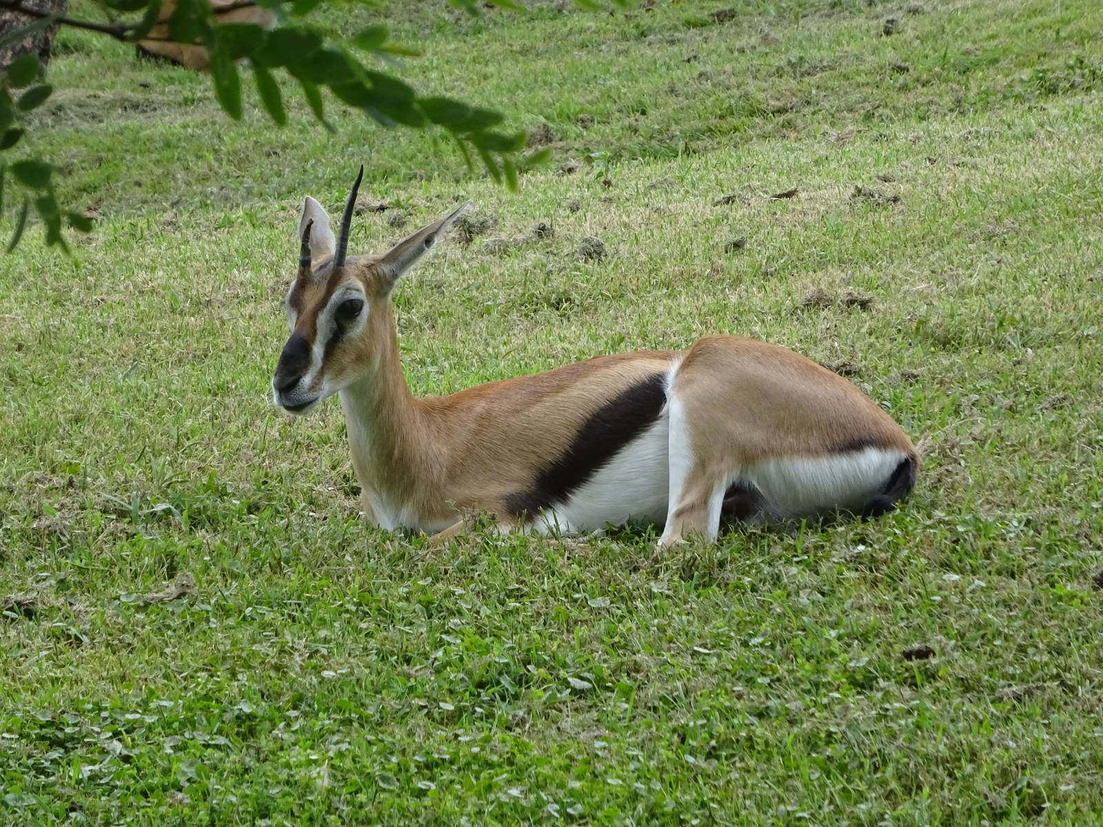 Thompson's Gazelle at Busch Gardens Tampa