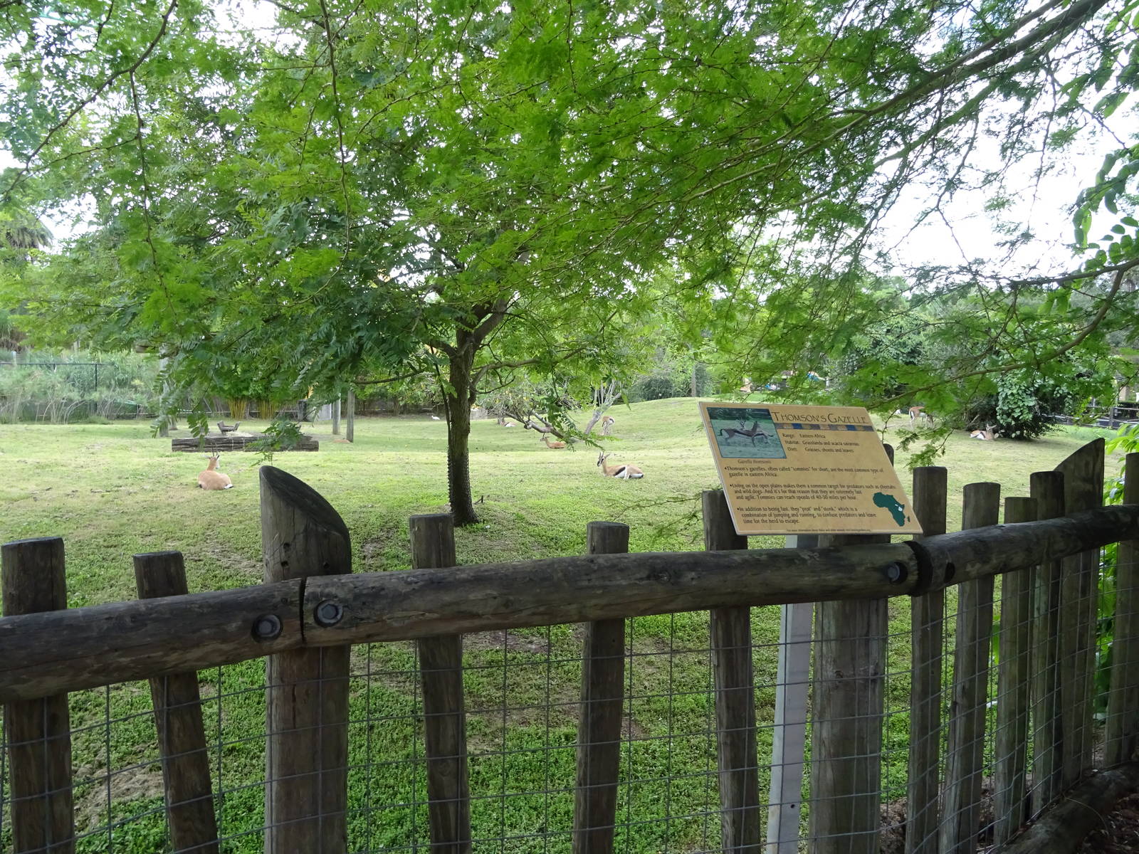Thompson's Gazelle Exhibit at Busch Gardens Tampa