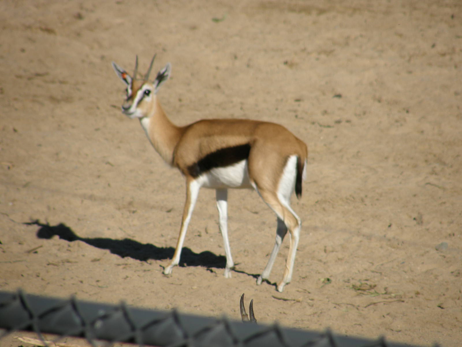 thompsons gazelle