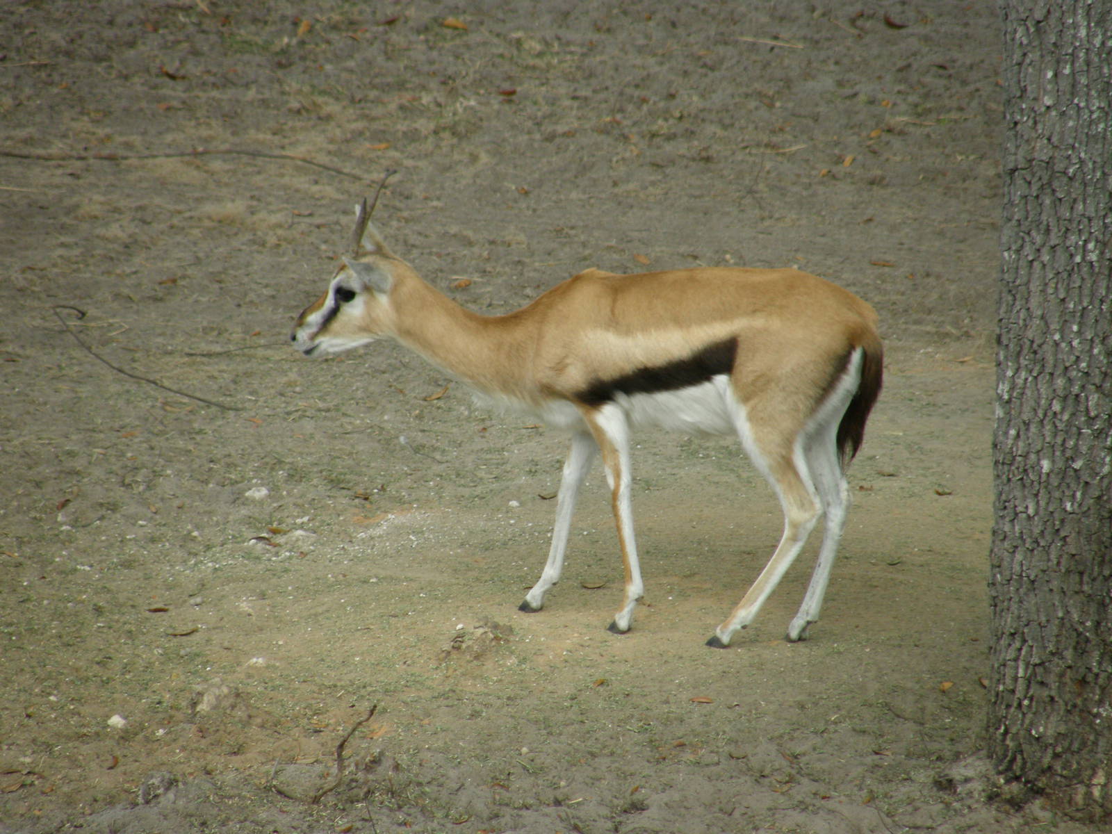 thompsons gazelle