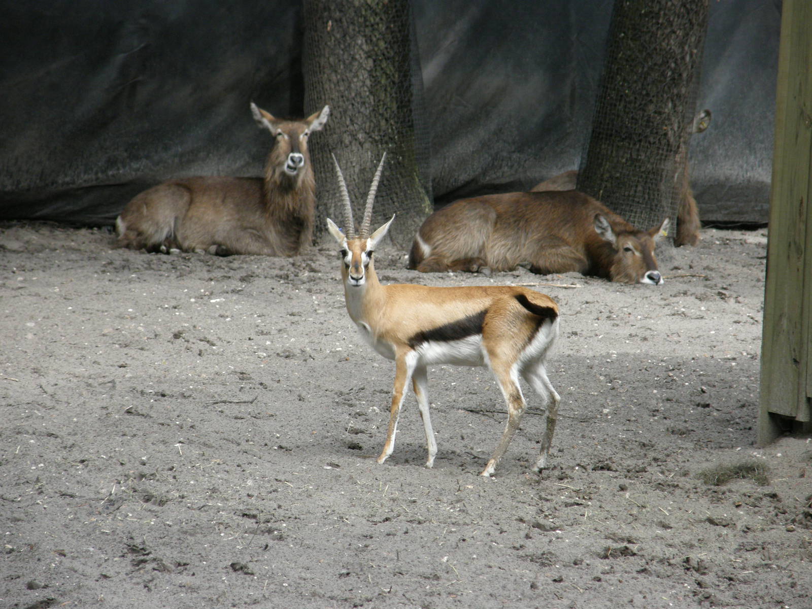 thompsons gazelle