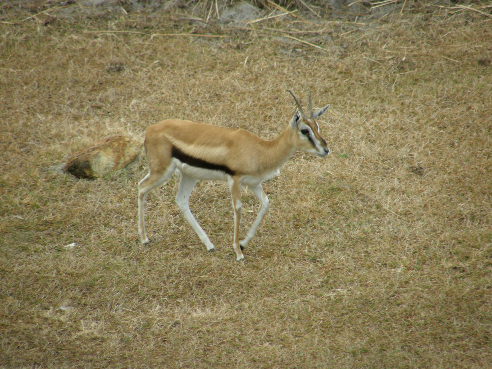 thompsons gazelle