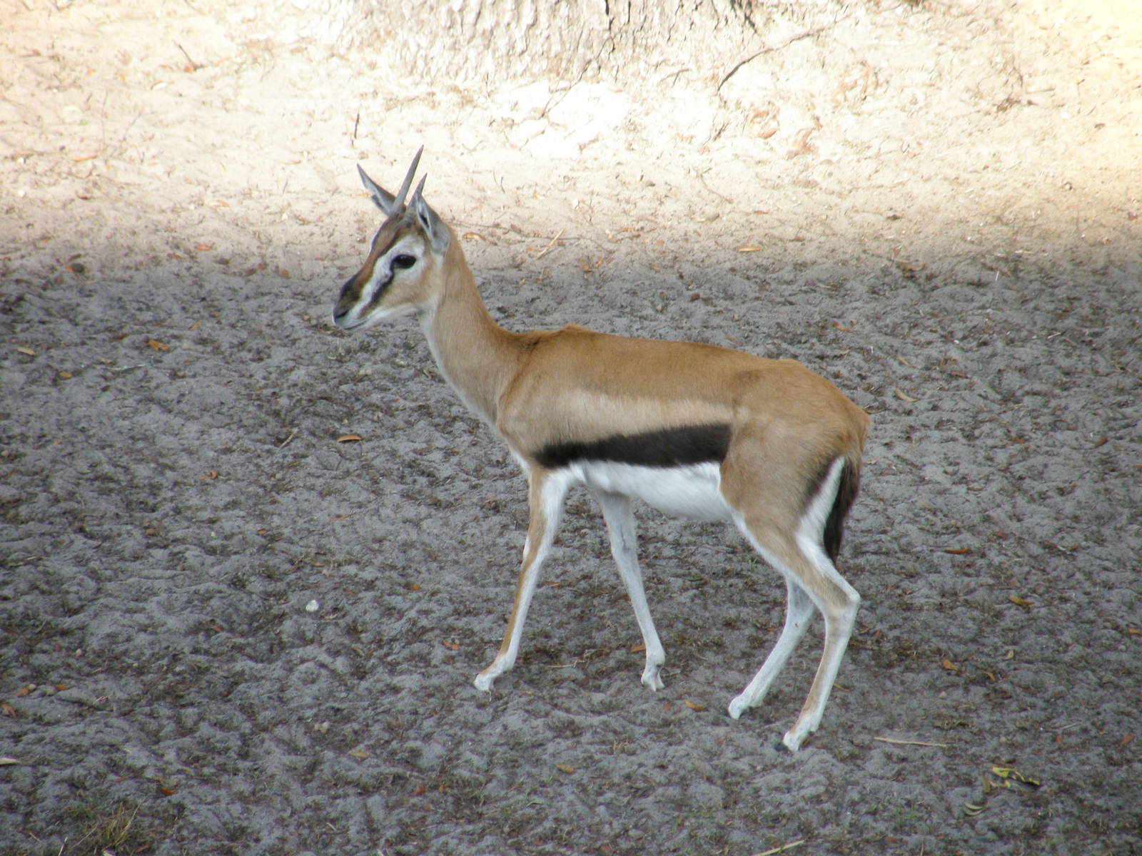 thompsons gazelle