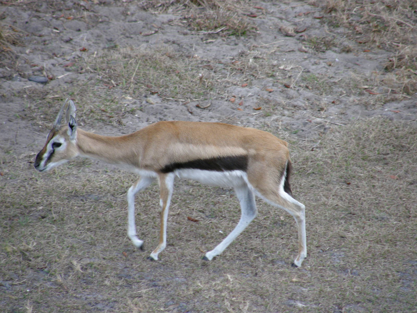 thompsons gazelle