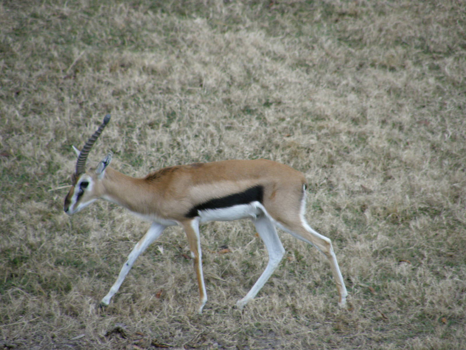 thompsons gazelle