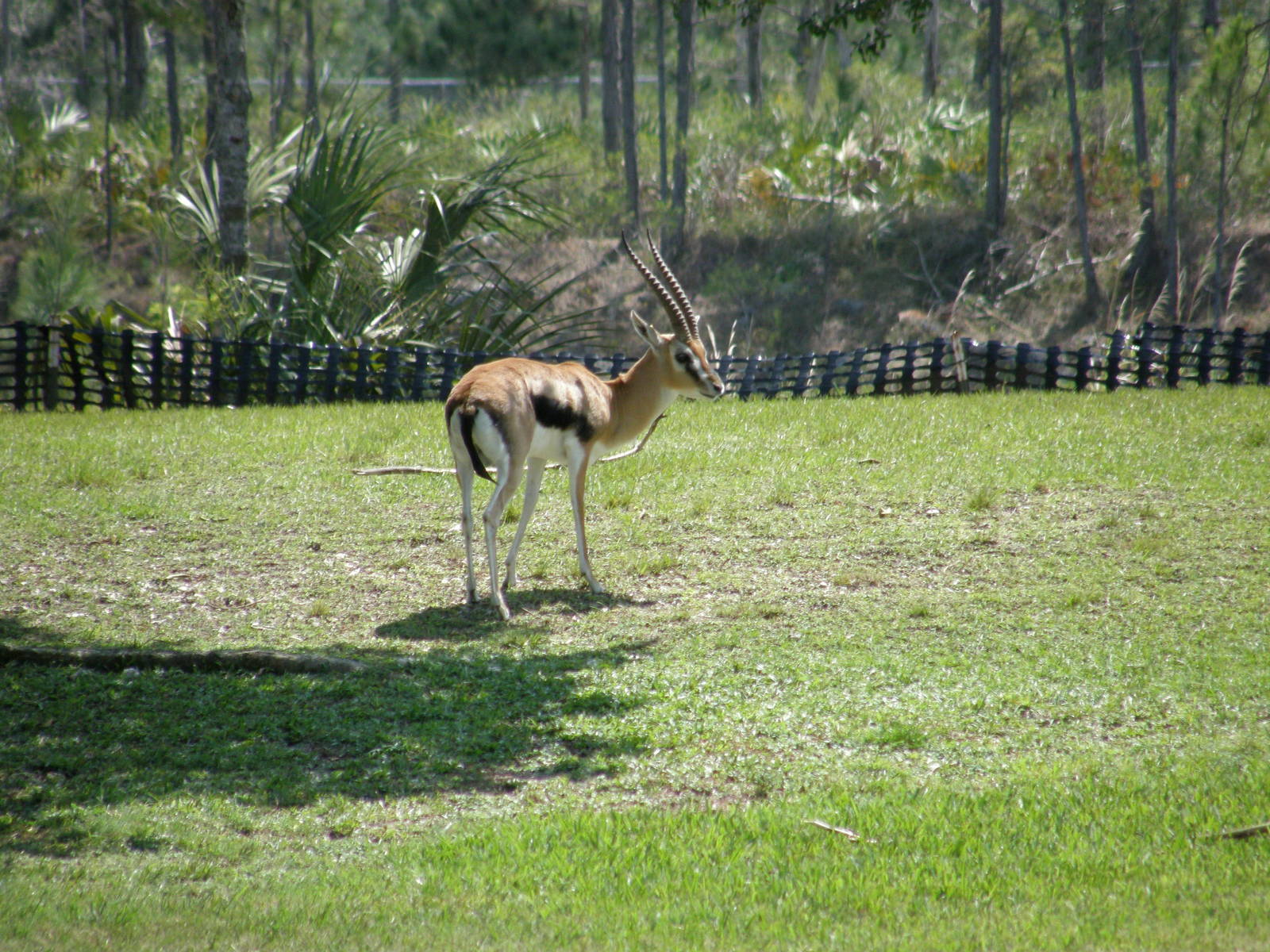 thompsons gazelle