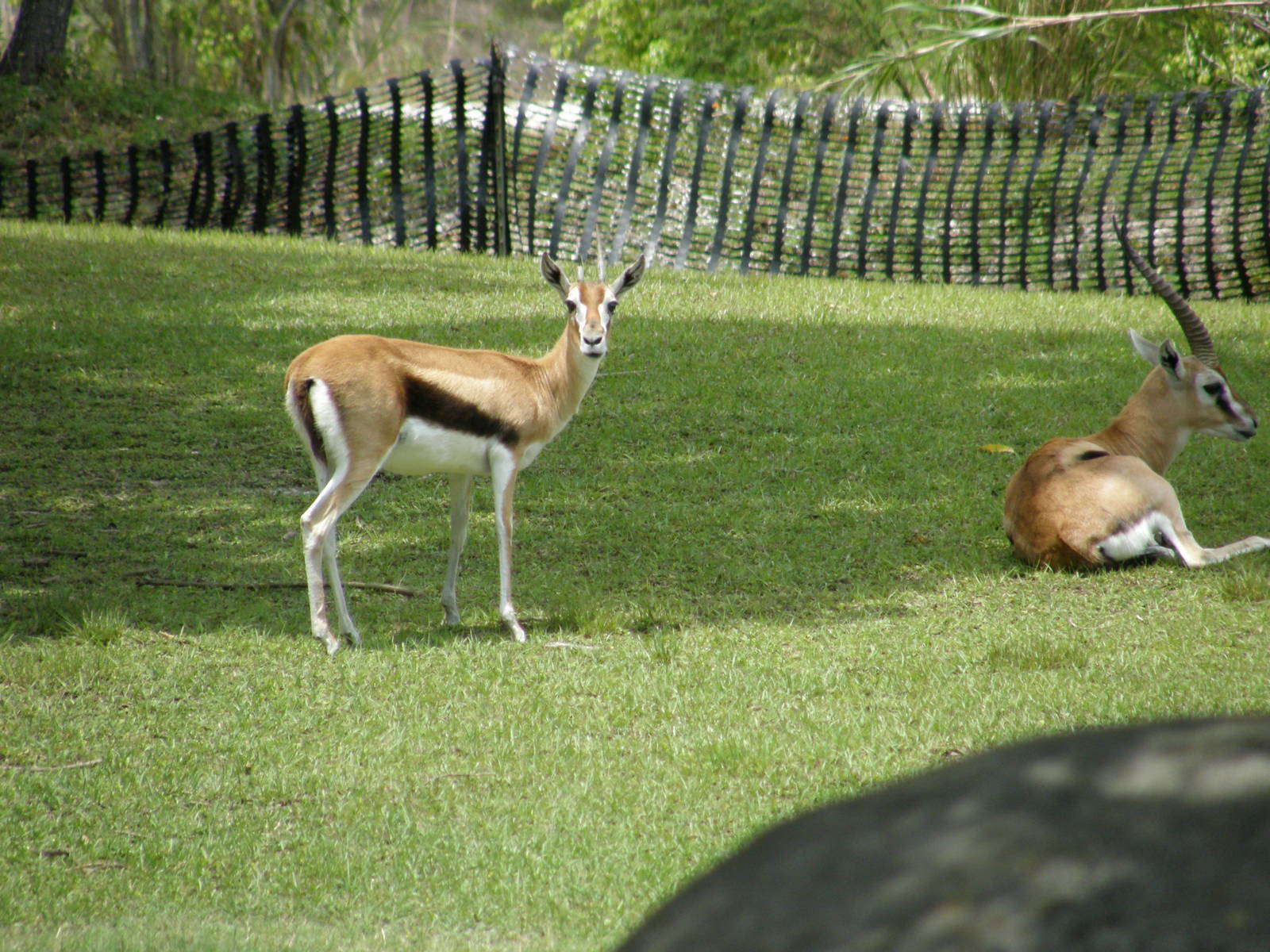 thompsons gazelle