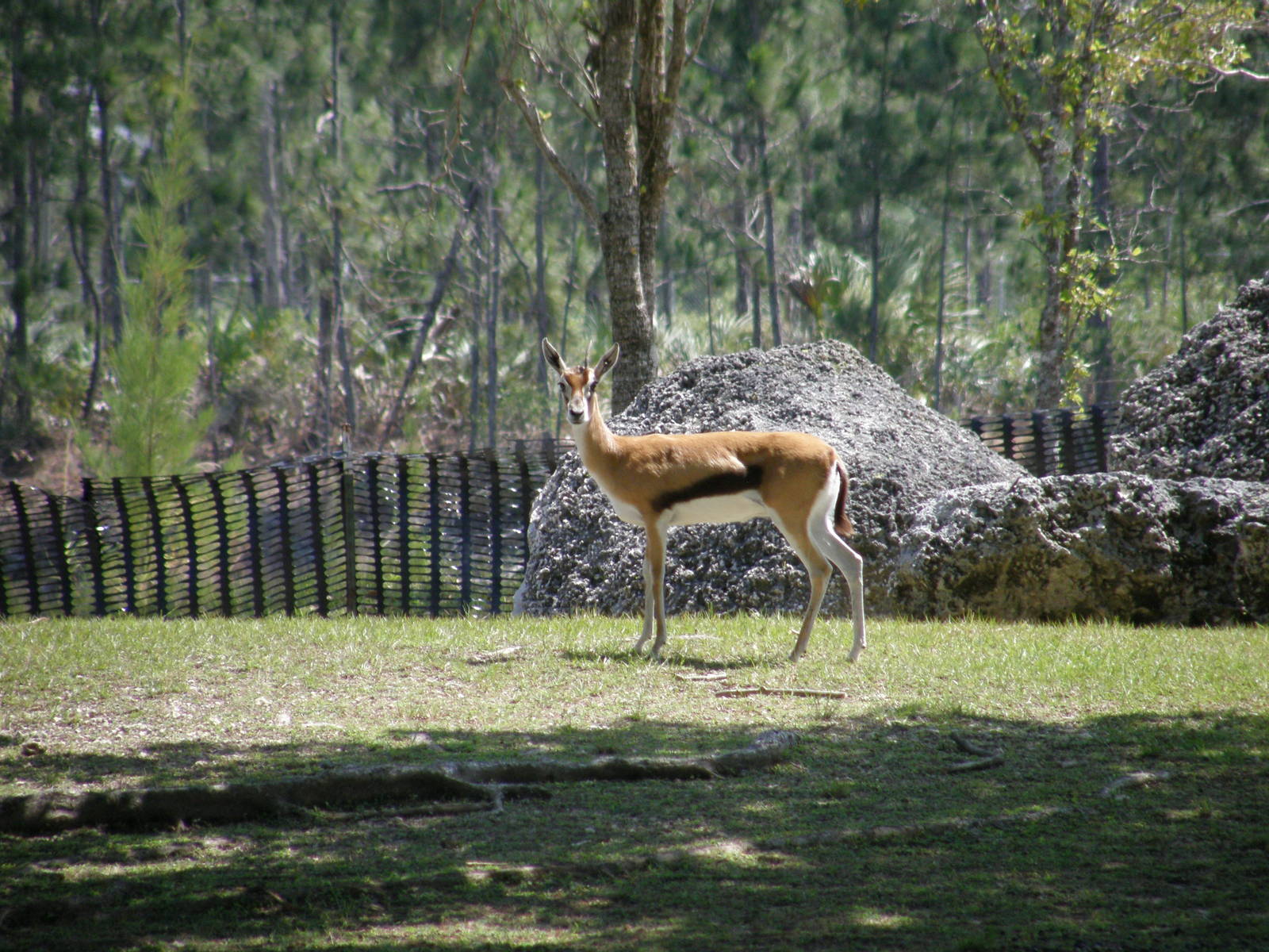 thompsons gazelle