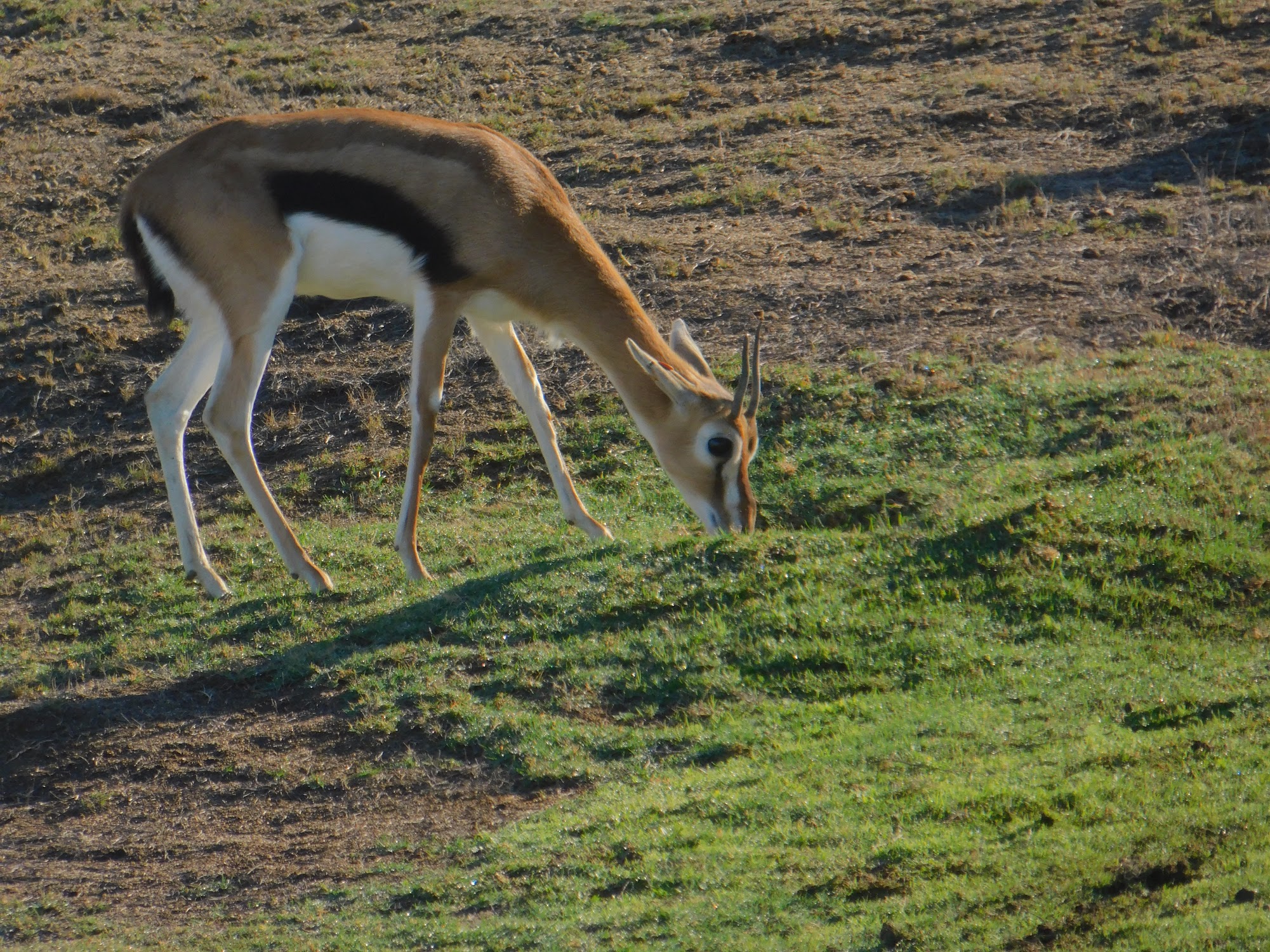 Thompson’s Gazelle