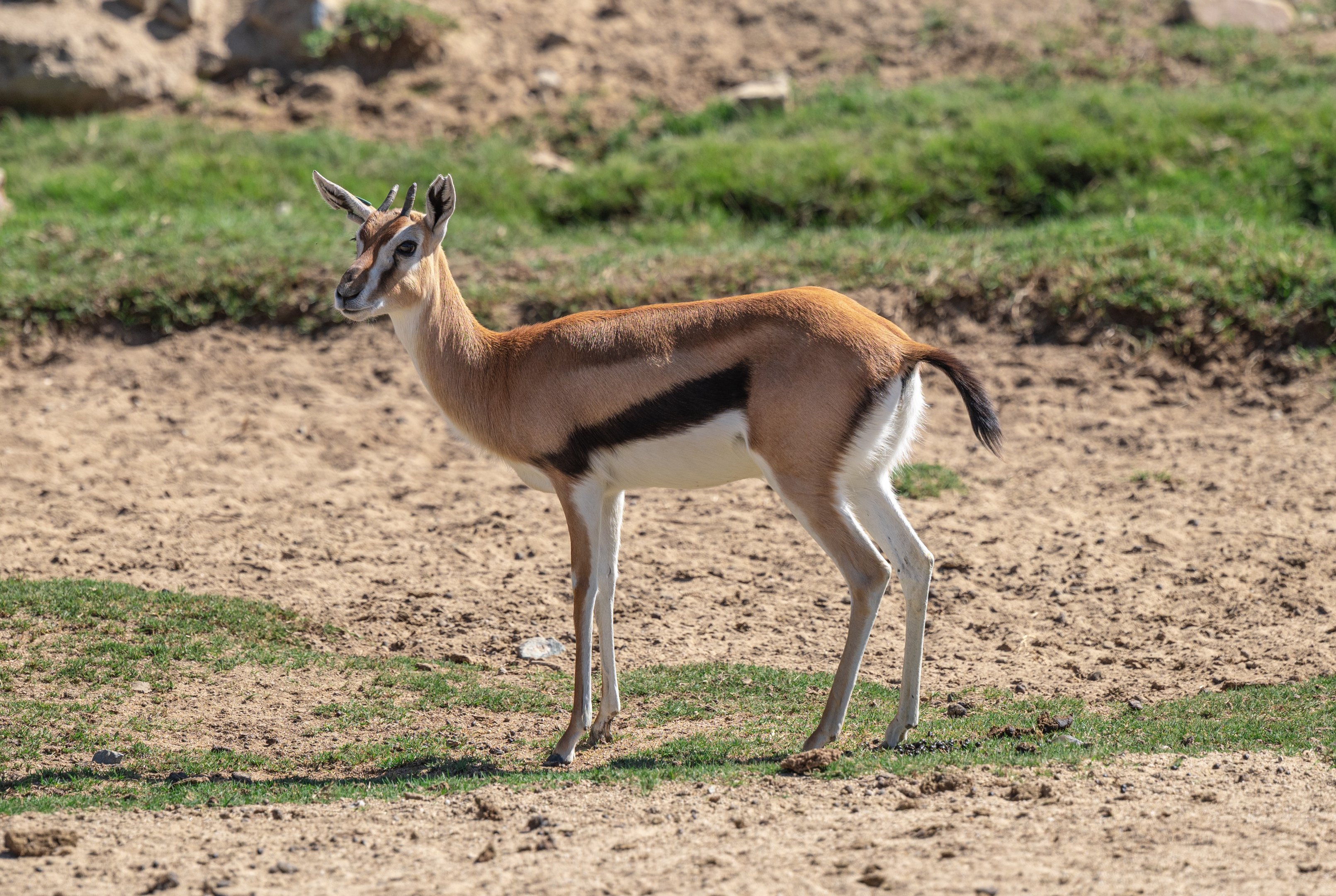 Thompson’s Gazelle