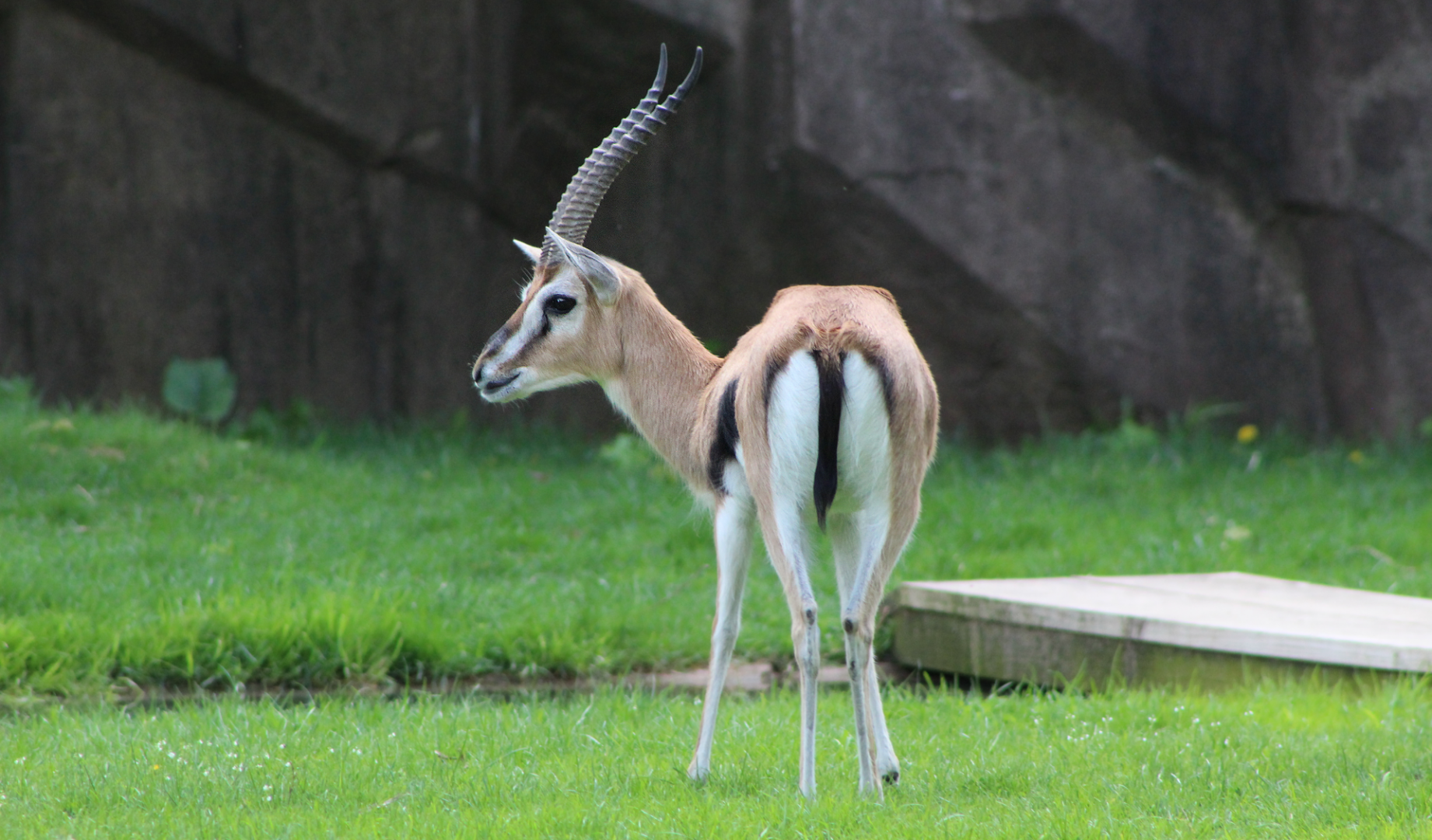 Thompson's Gazelle